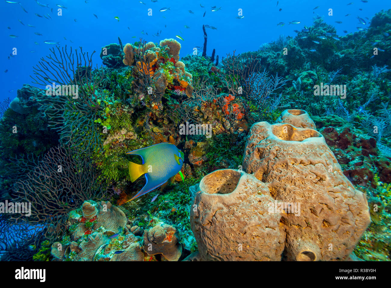 Nördlichen Bahamas, Karibik Stockfoto
