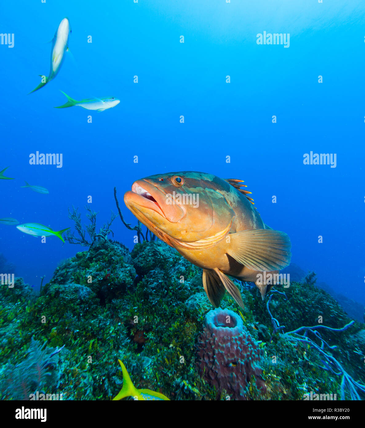 Nördlichen Bahamas, Karibik. Nassau Grouper. Stockfoto