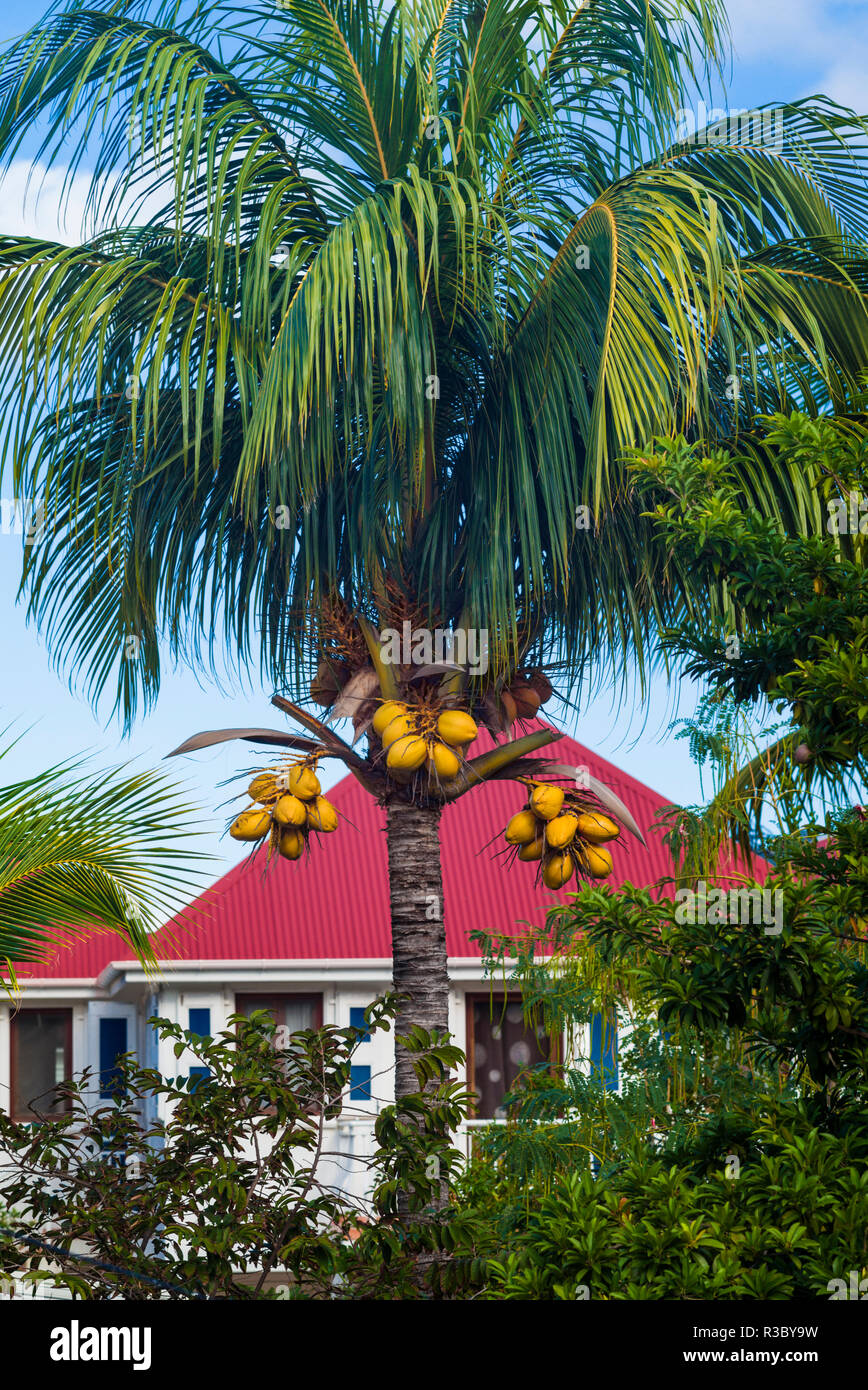 Französische Antillen, St-Barthelemy. Gustavia, harbourside Gebäude mit Palm Tree Stockfoto