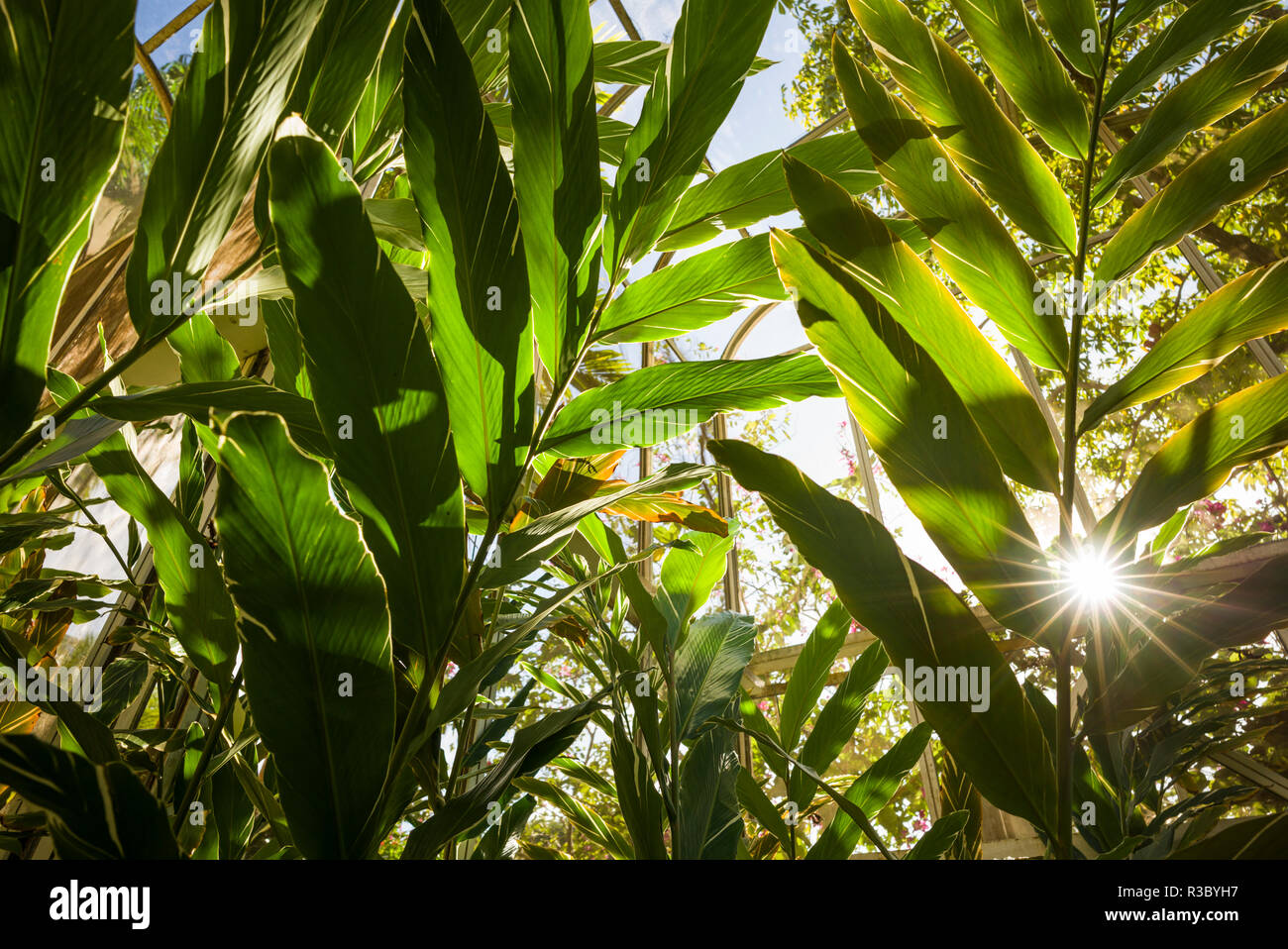 St. Kitts und Nevis, Nevis. Cole Hill, tropischen Pflanzen Stockfoto