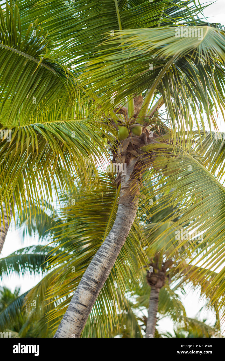 Französische Antillen, St. Martin. Baie Nettle, Palme, morgen Stockfoto