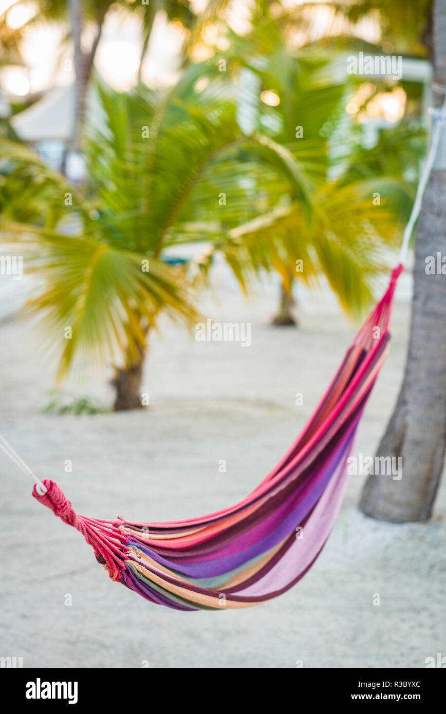 Französische Antillen, St. Martin. Baie Nettle, Hängematte und Palm Tree Stockfoto