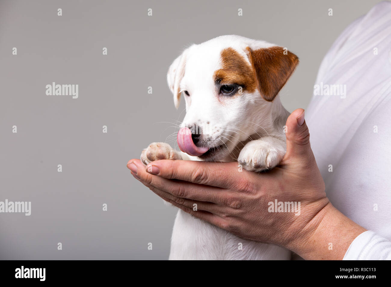 Mann hält ein Welpe in seinen Händen Stockfoto