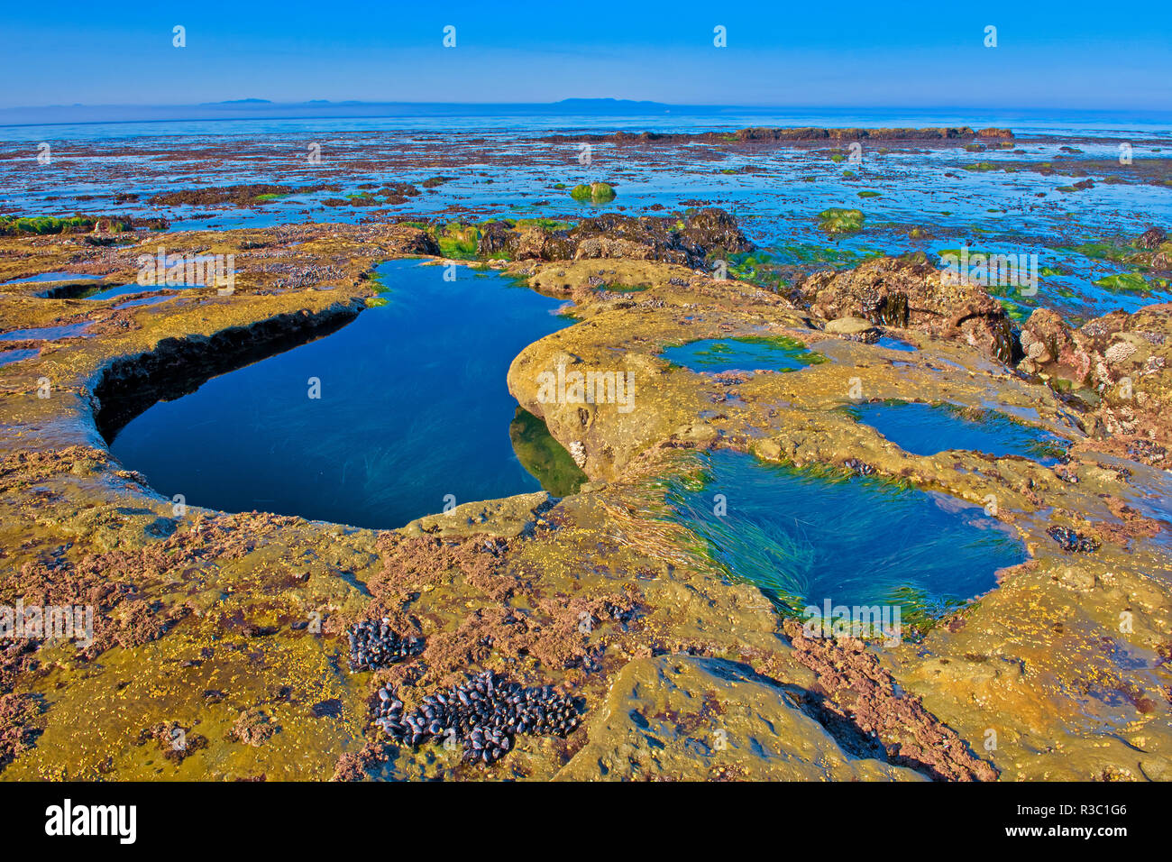 Kanada, British Columbia, Juan de Fuca Provincial Park. Tide Pools im Botanischen Strand. Stockfoto