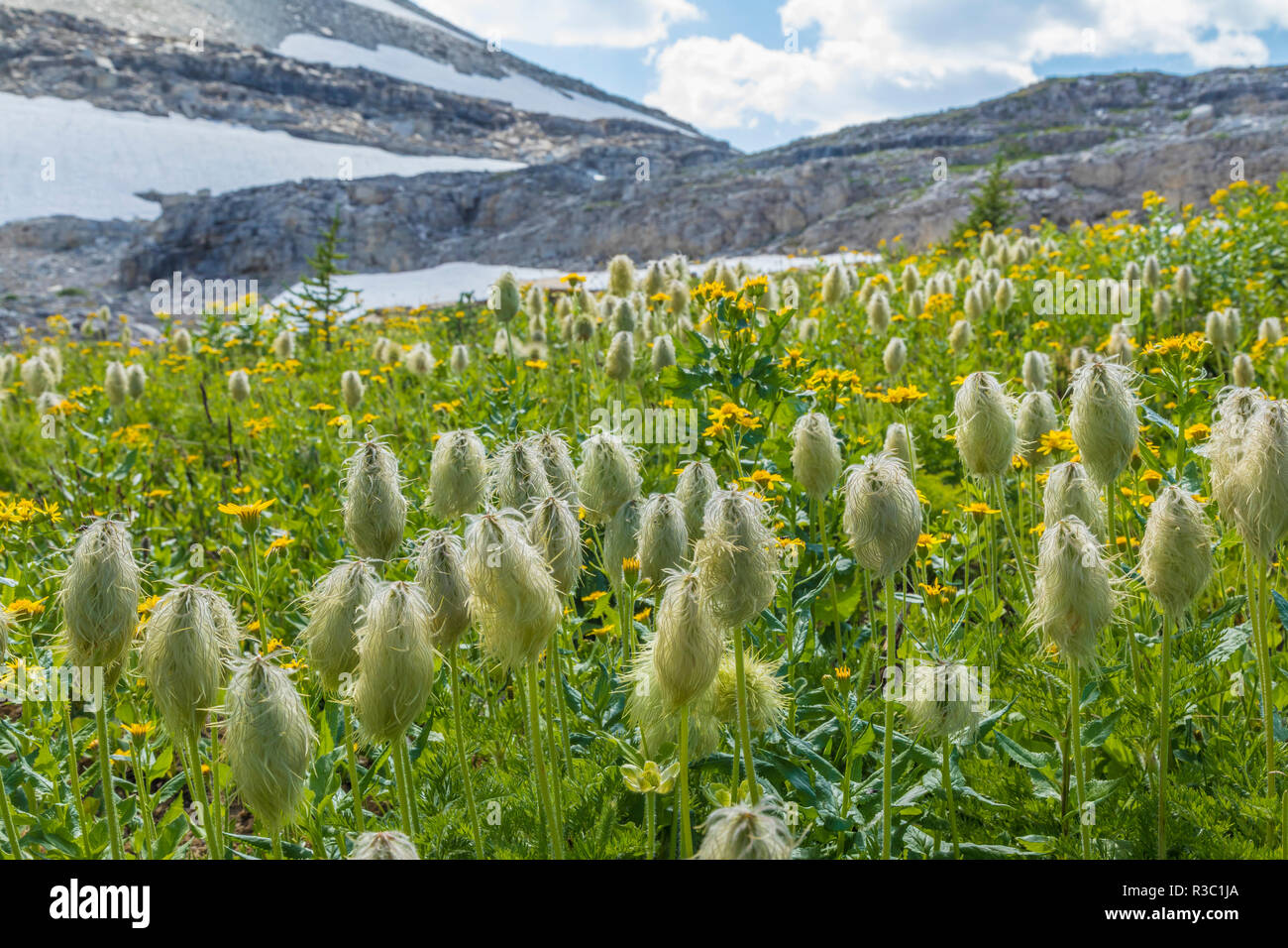 Kanada, British Columbia, East Kootenay Mountains. Western Küchenschelle in Berg Wiese. Stockfoto