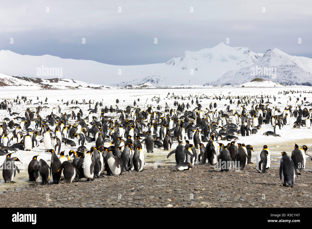 Eine Kolonie von König Pinguine auf Salisbury Plain auf South Georgia in der Antarktis Stockfoto