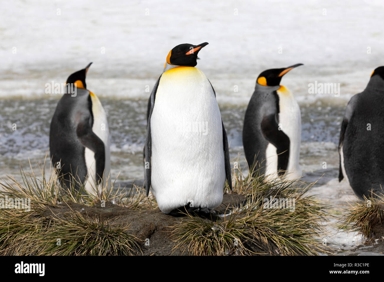 Ein königspinguin ruht auf einem kleinen Hügel auf Salisbury Plain auf South Georgia in der Antarktis Stockfoto