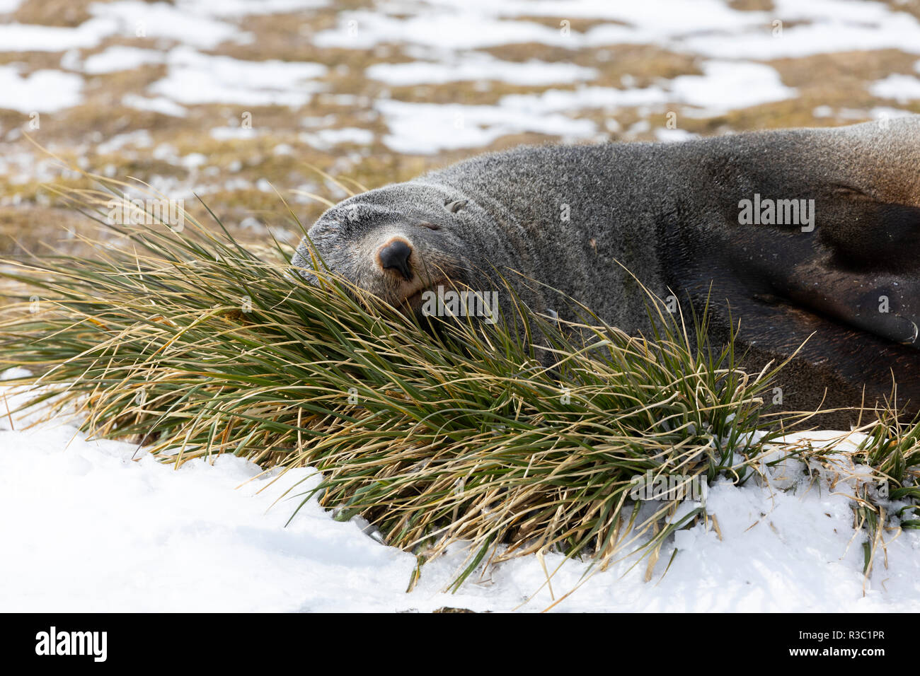 Ein Pelz Dichtung ruht auf einem grasbüschel auf Salisbury Plain auf South Georgia in der Antarktis Stockfoto