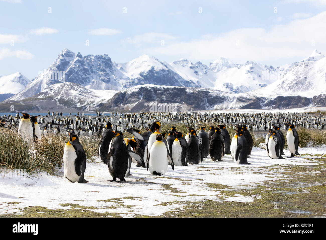 Eine Kolonie von König Pinguine auf Salisbury Plain auf South Georgia in der Antarktis Stockfoto