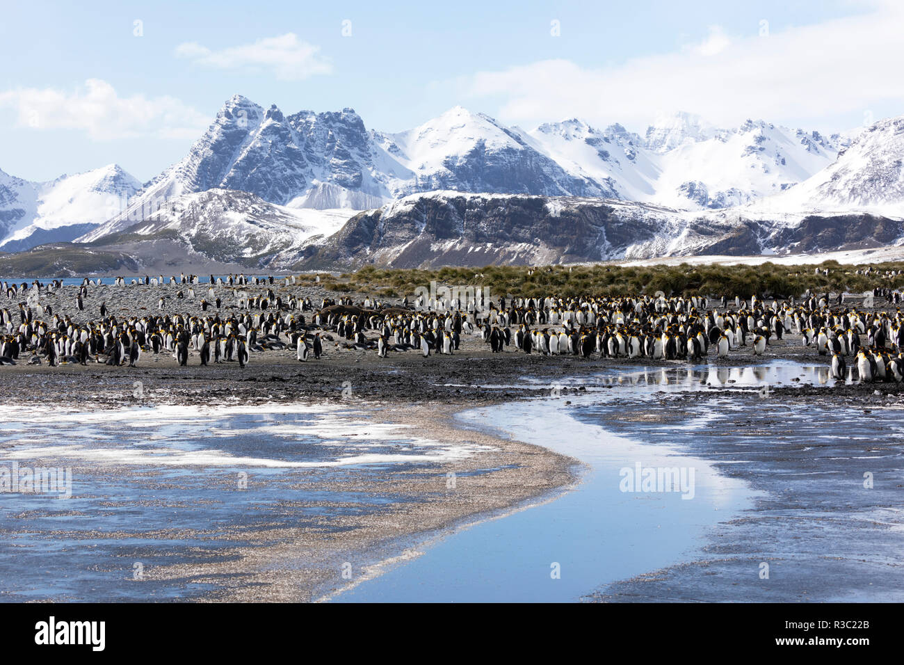 Eine Kolonie von König Pinguine auf Salisbury Plain auf South Georgia in der Antarktis Stockfoto