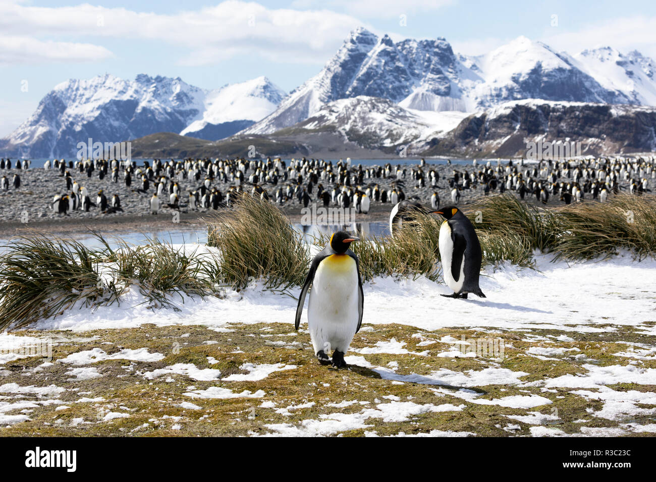 Zwei königspinguine sind im Vordergrund vor der Kolonie auf Salisbury Plain auf South Georgia in der Antarktis Stockfoto