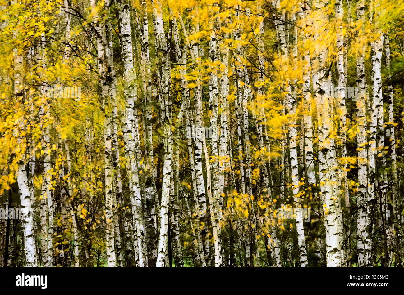 Eine Nahaufnahme von Birken im Herbst. Die Blätter sind absichtlich verwischt eine Art künstlerisches Aussehen zu erstellen. Stockfoto