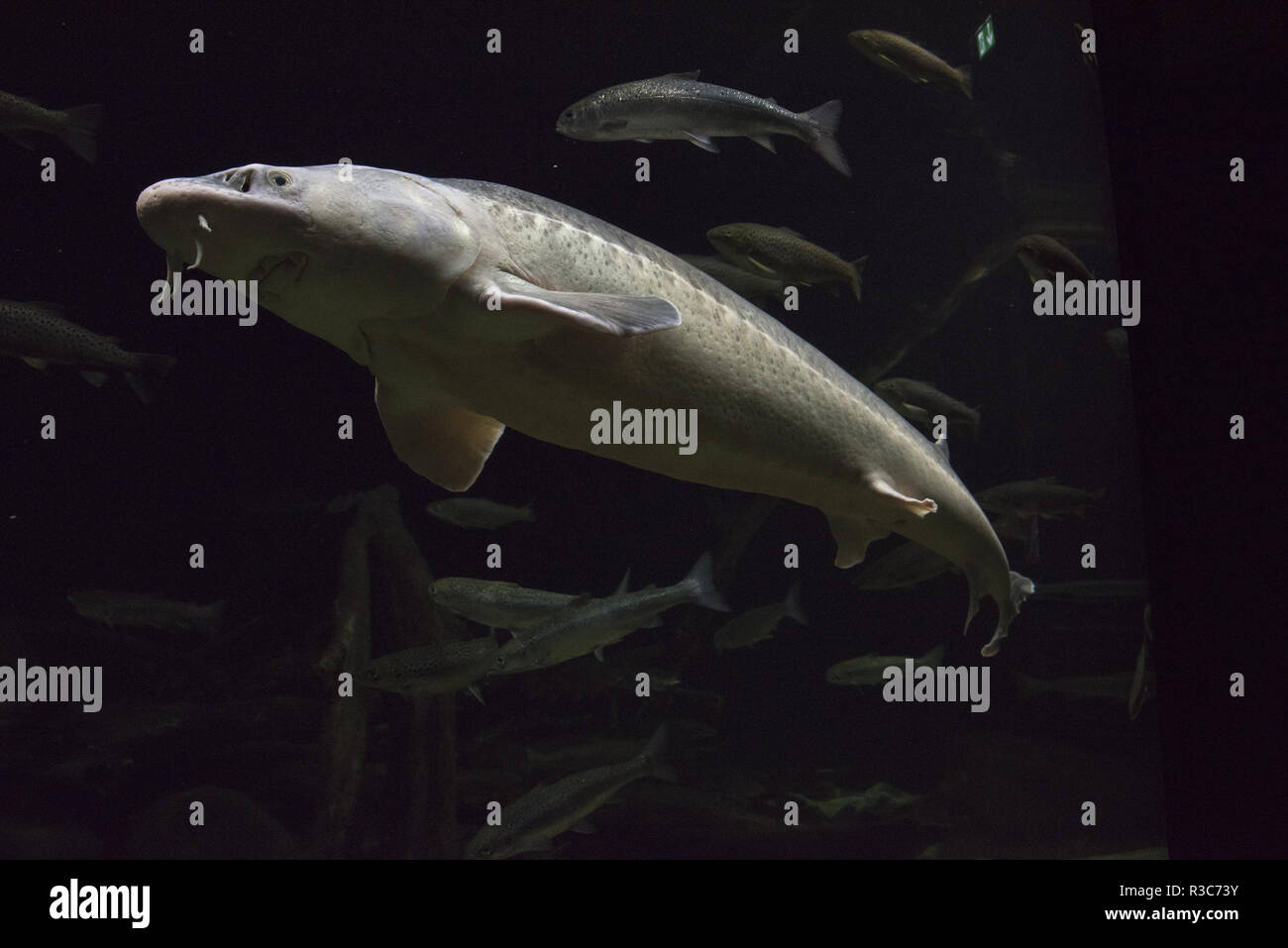 Atlantische stör Schwimmen im öffentlichen Aquarium Ozeaneum in Stralsund in Mecklenbug-Vorpommern in Deutschland. Stockfoto