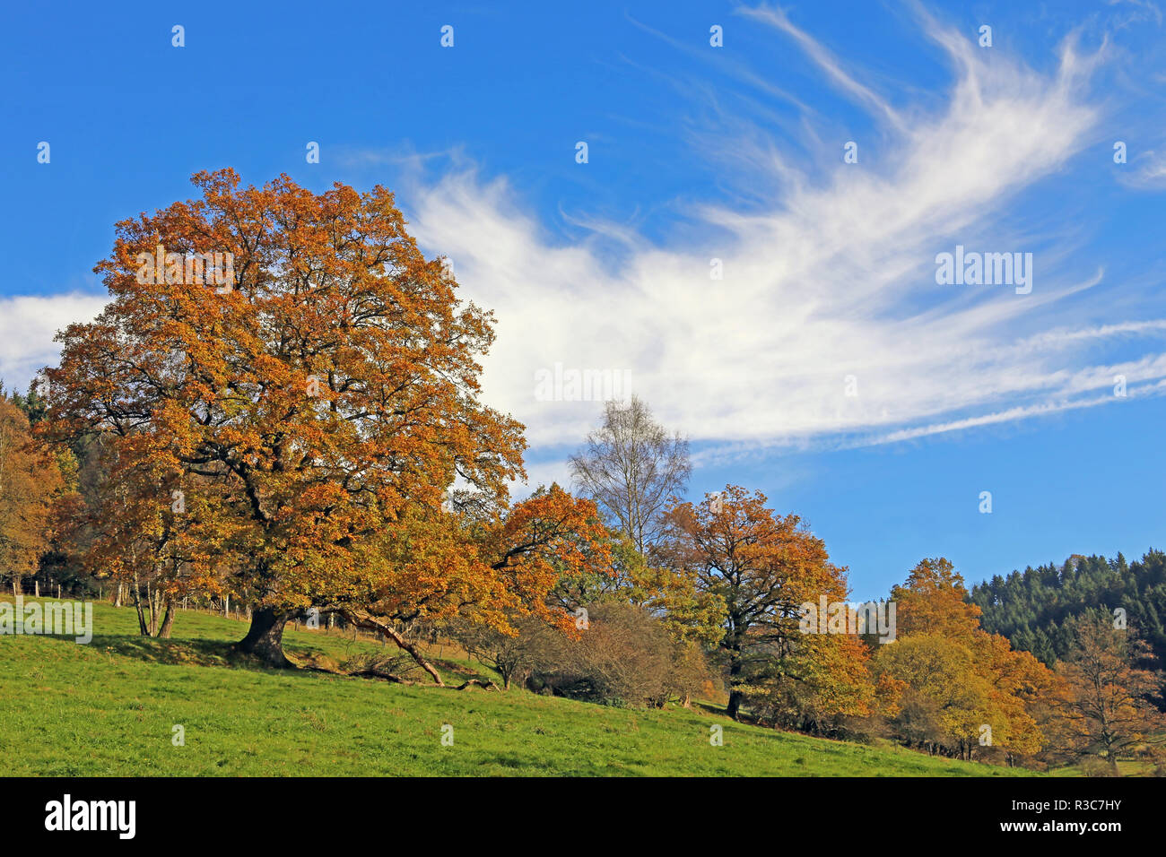 Herbstimpression aus dem Sauerland Stockfoto