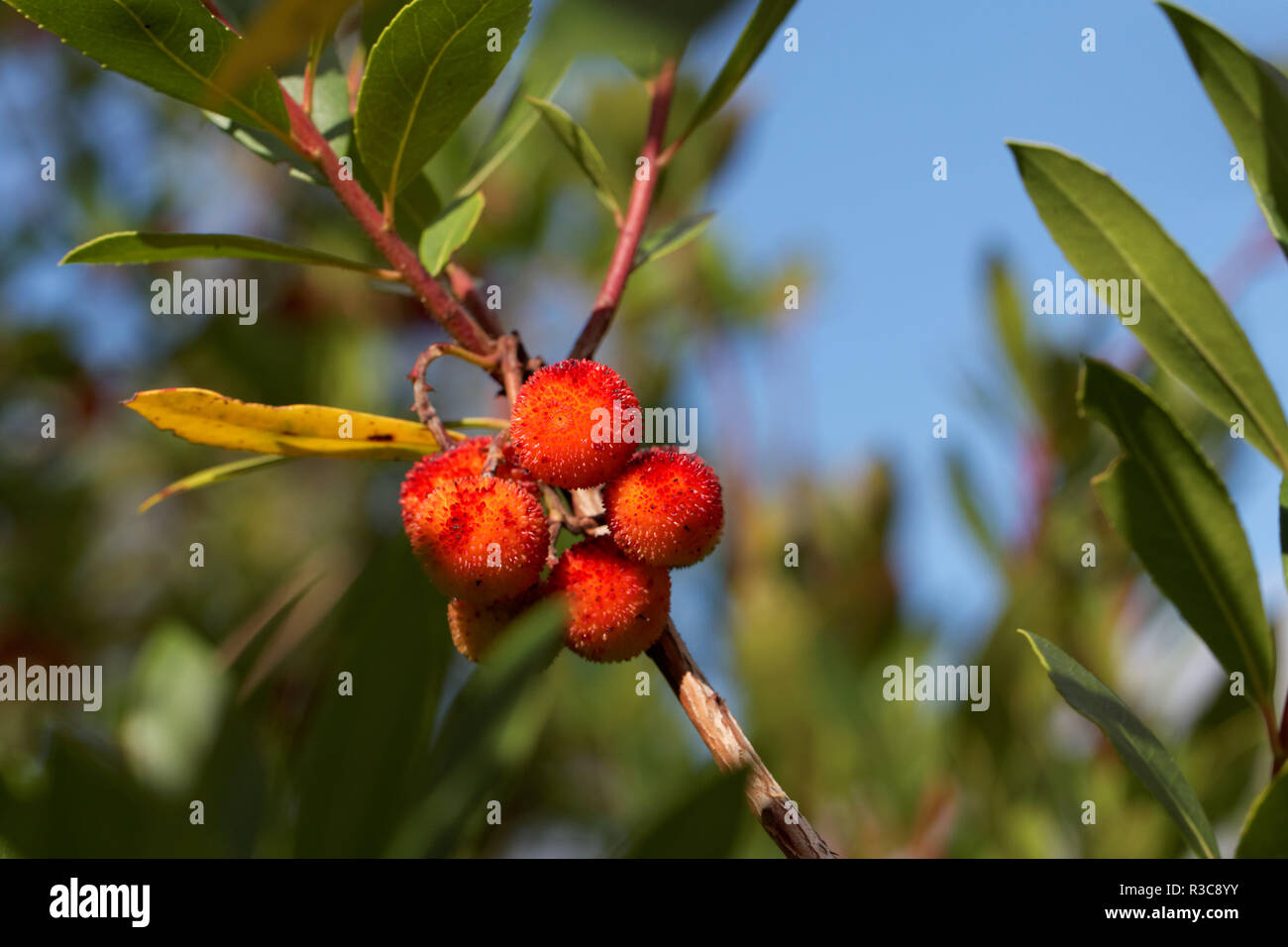 Erdbeerbaum Stockfoto