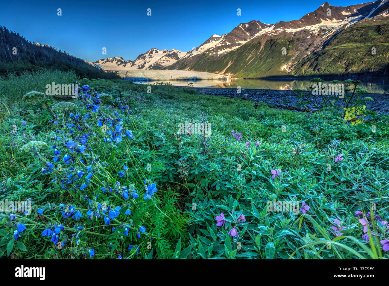 Sommer Wildblumen und Lupin, Sunrise, Harriman Fjord, Chugach Mountains, Chugach National Forest, Prince William Sound, Alaska Stockfoto