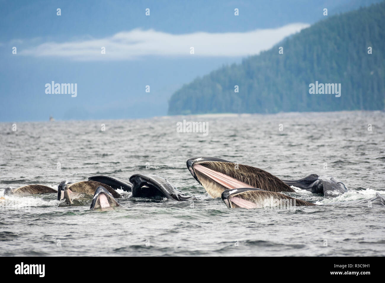 Bubble-Netz Buckelwale (Megaptera novaeangliae), Inside Passage, Alaska, USA Stockfoto