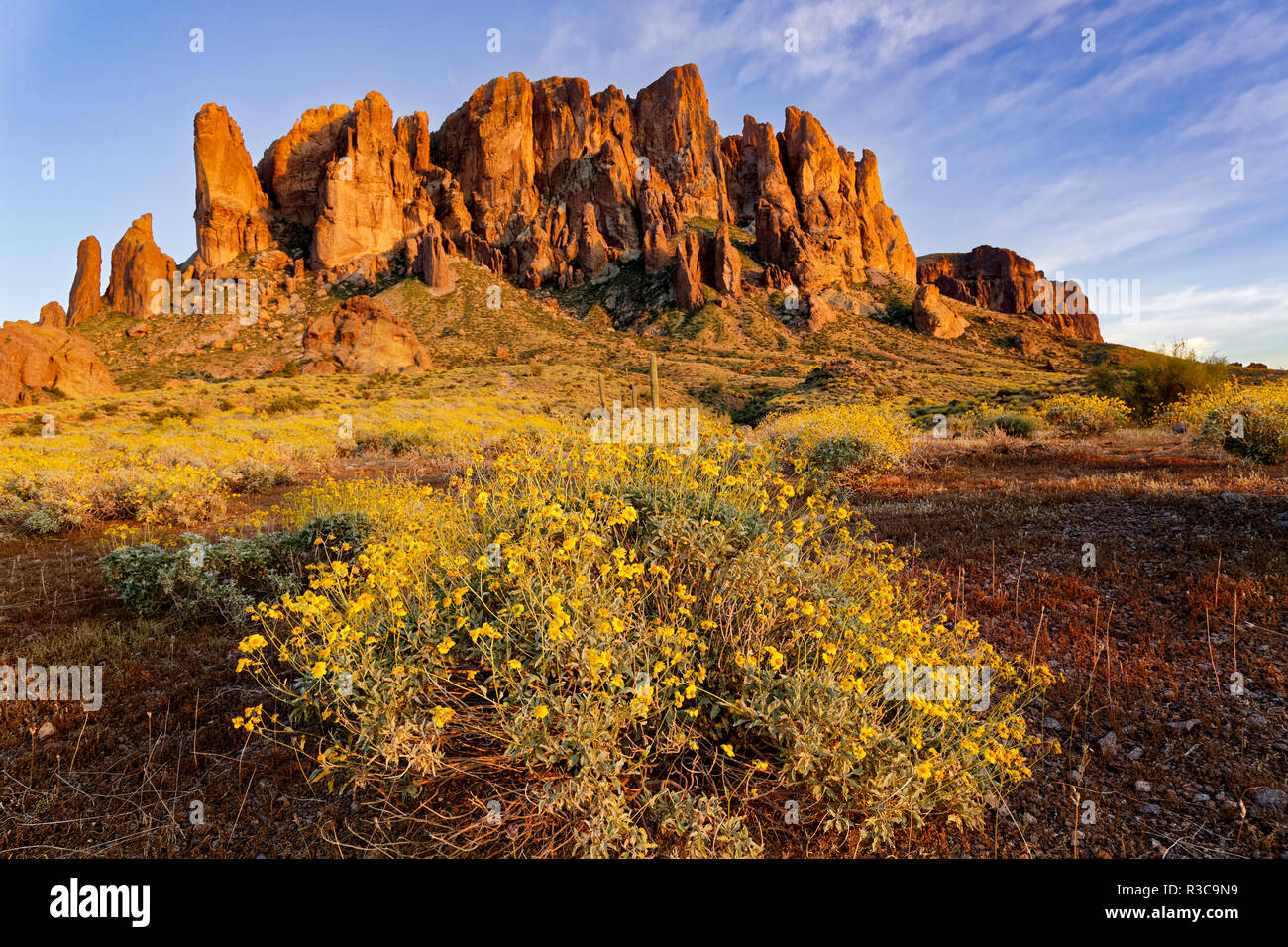 Spröde bush Blüten und Sonnenuntergang auf Superstition Mountains an Lost Dutchman State Park, Arizona, Encelia farinosa Stockfoto