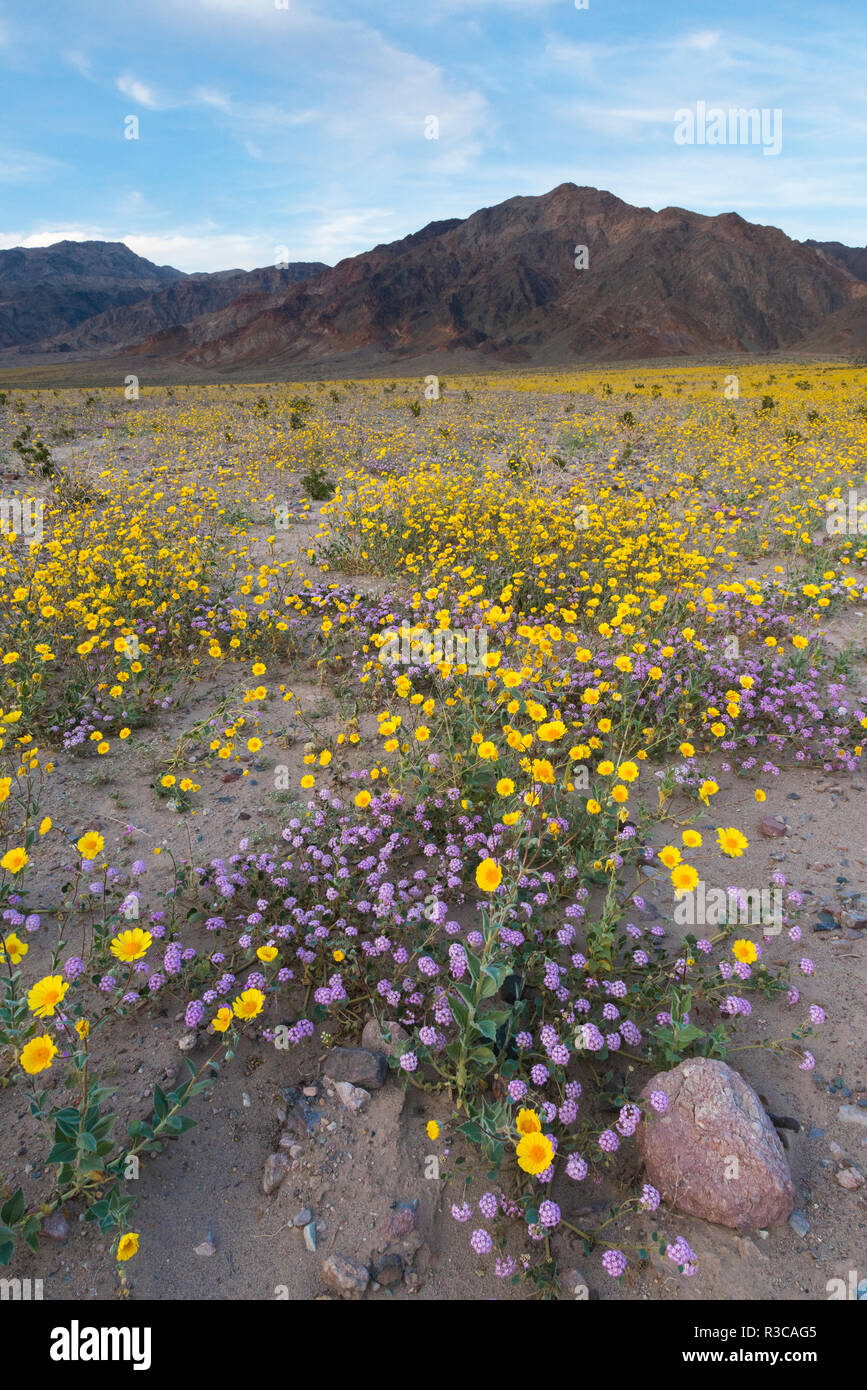 Kalifornien. Sand Verbena und Wüste Sonnenblumen Teppich der Schwemmfächer und wäscht des Death Valley während des Super Blüte 2016. Stockfoto