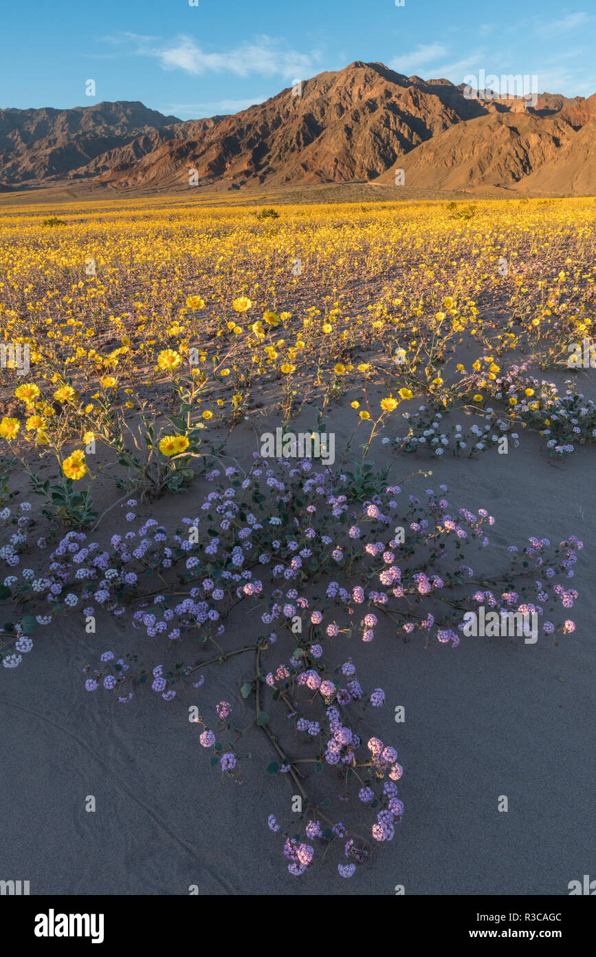 Kalifornien. Sand Verbena und Wüste Sonnenblumen Teppich der Schwemmfächer und wäscht des Death Valley während des Super Blüte 2016. Stockfoto