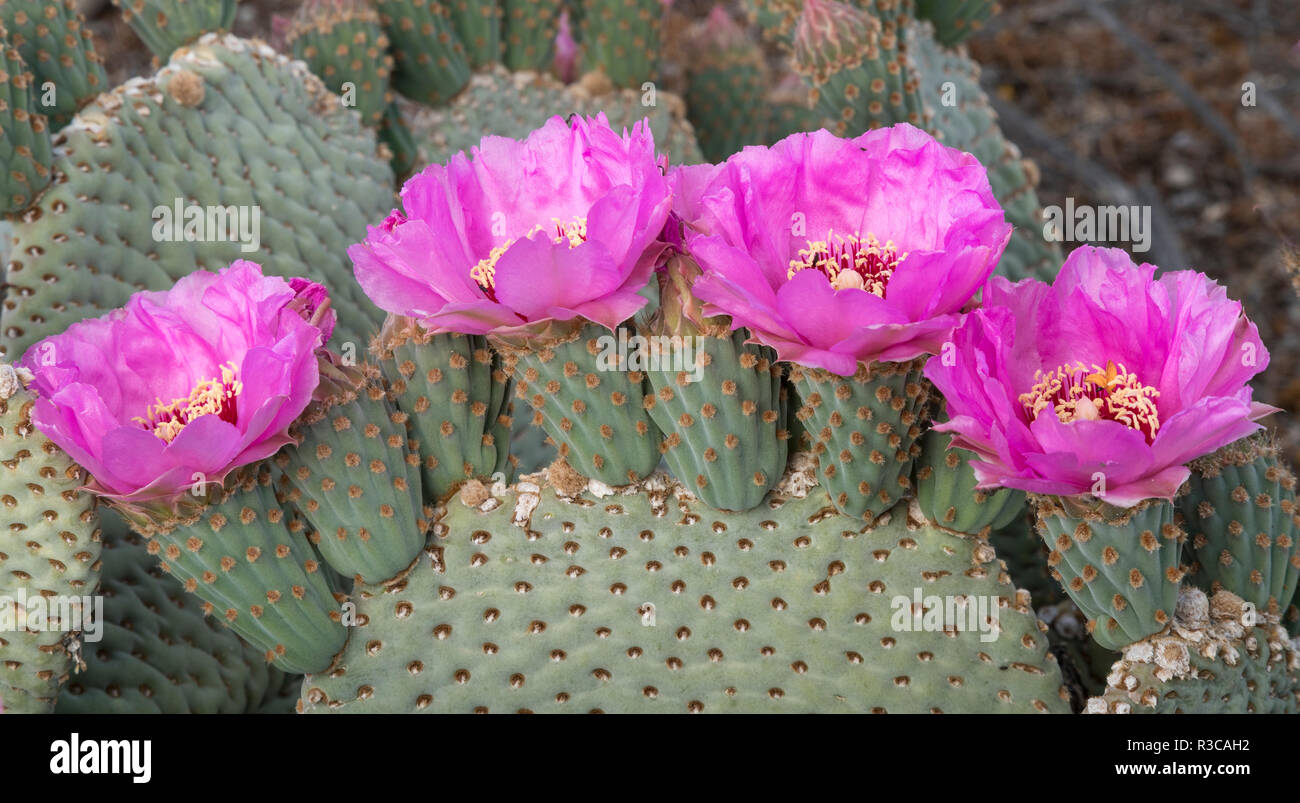 Kalifornien. Biberschwanz Kaktus, Opuntia basilaris, blüht eine brillante Rosa im Frühjahr, Joshua Tree National Park. Stockfoto