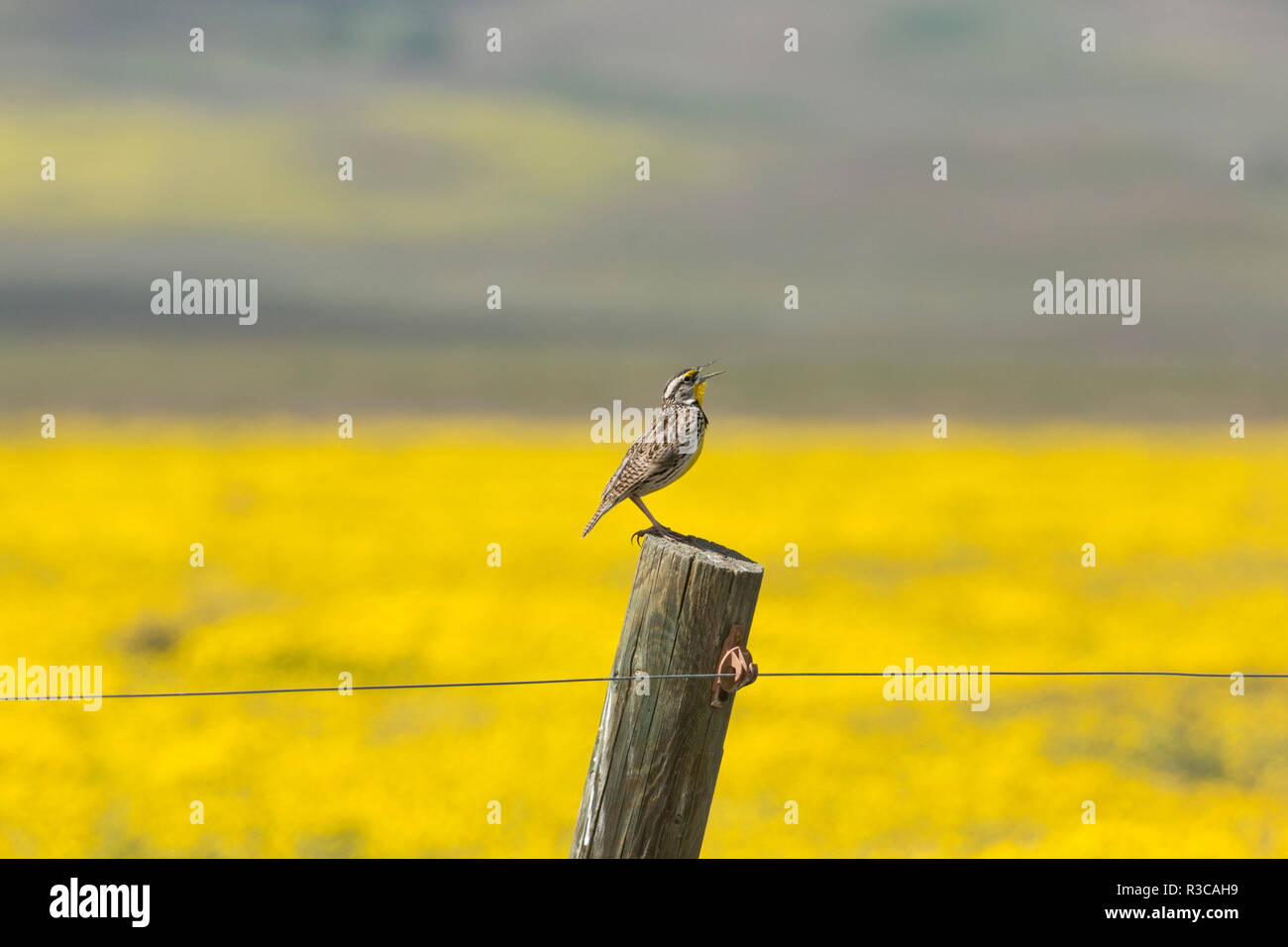 Kalifornien. Ein Western Meadowlark, Sturnella neglecta, singt sein Lied auf einem fencepost in der Carrizon Ebenen. Stockfoto