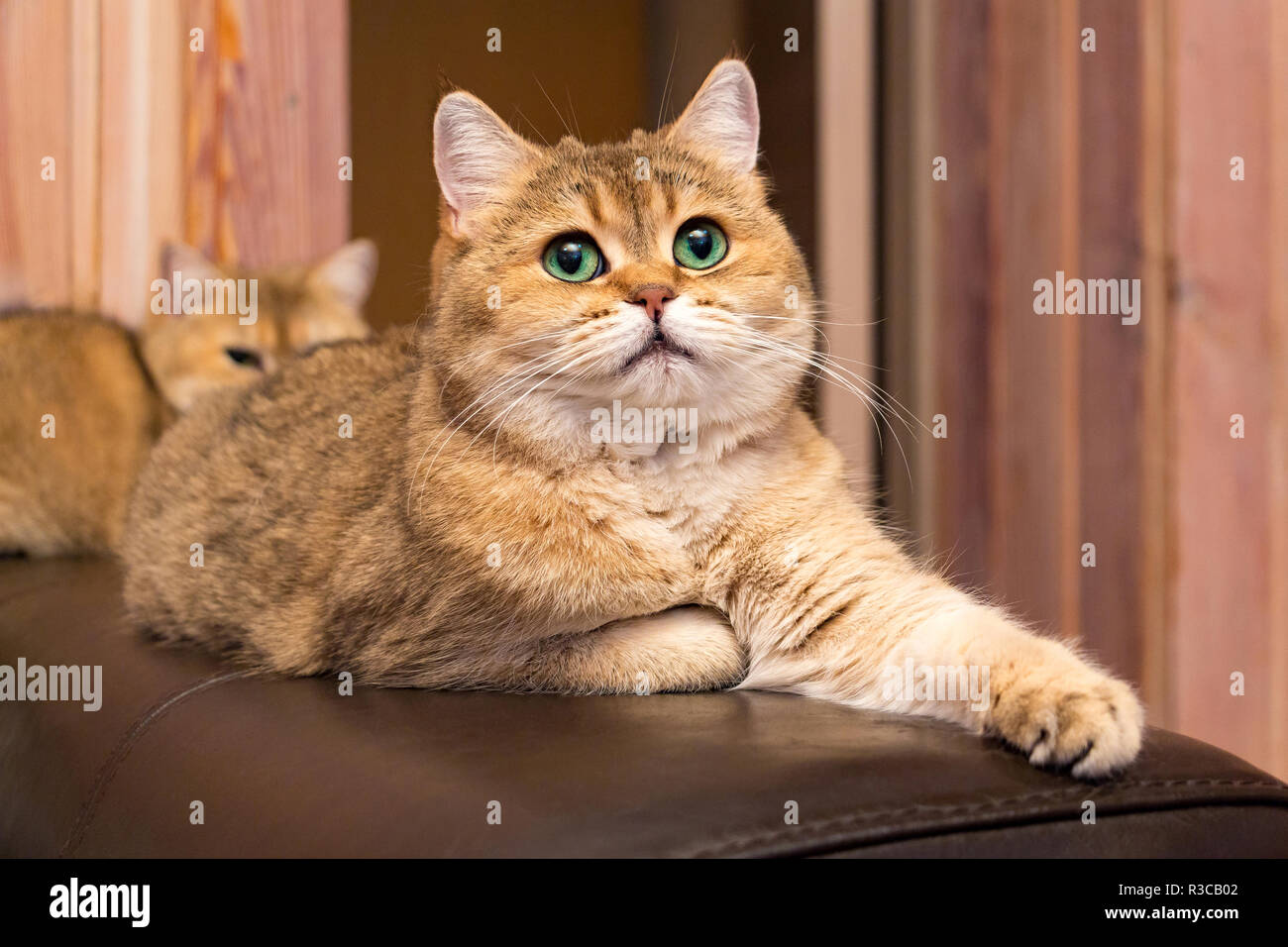 Katze mit grünen Augen - adorable Britische gold Katze mit tiefen, satten grünen Augen liegt auf der Couch seine Pfote, und bis auf der Suche Stockfoto