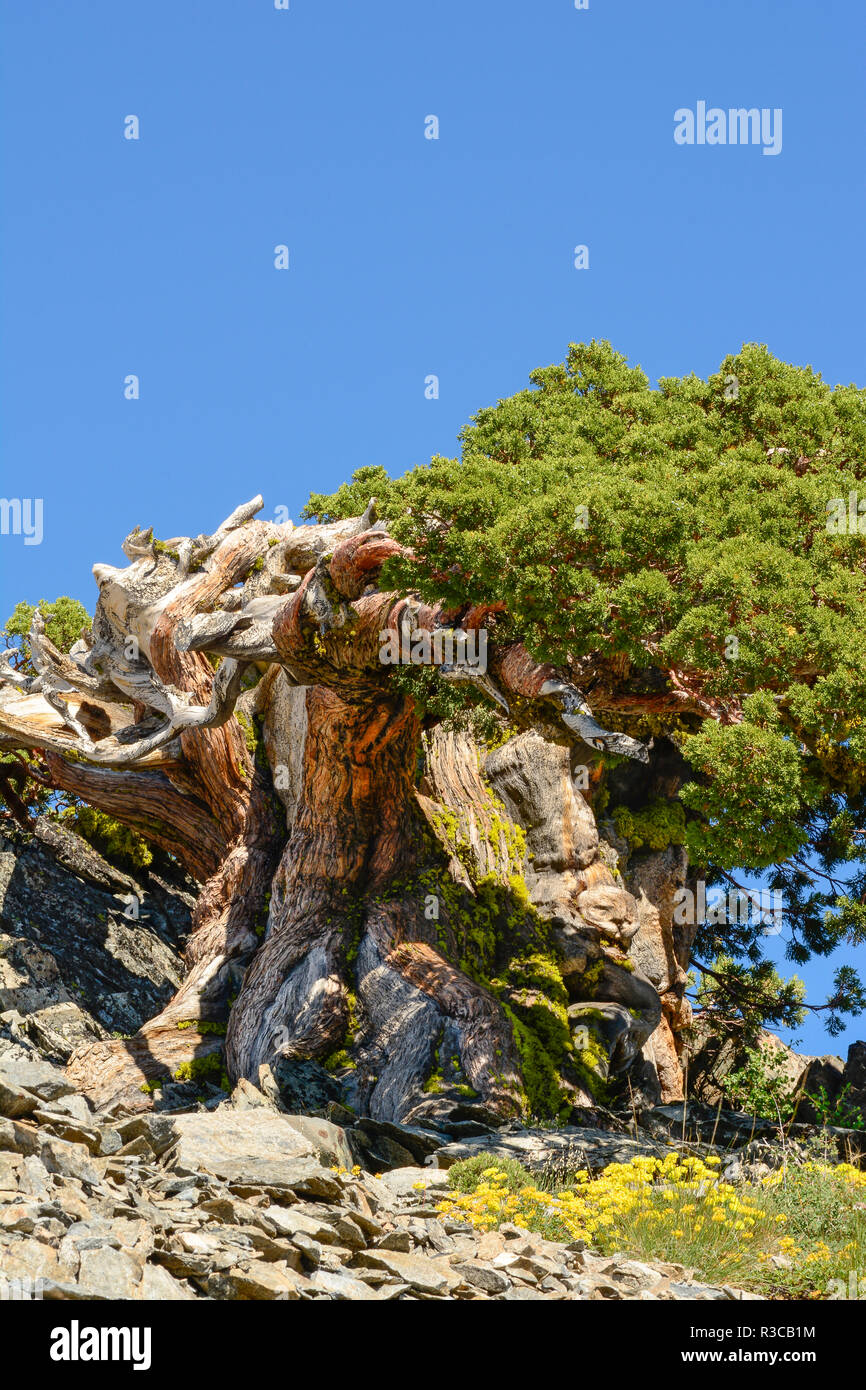Alte Sierra Juniper, Lake Tahoe, Kalifornien Stockfoto