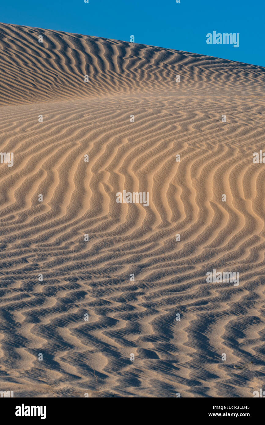 USA, Mojave Trails National Monument, Kalifornien. Windblown Sand dune. Stockfoto