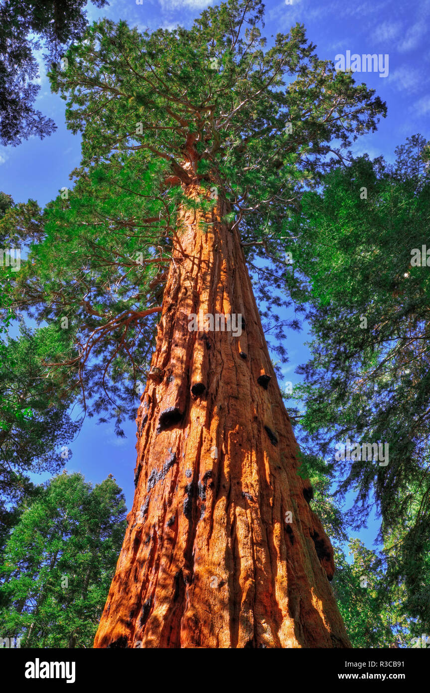 Riesige Mammutbäume (sequoiadendron giganteum), Trail 100 Riesen, Giant Sequoia National Monument, Kalifornien, USA Stockfoto