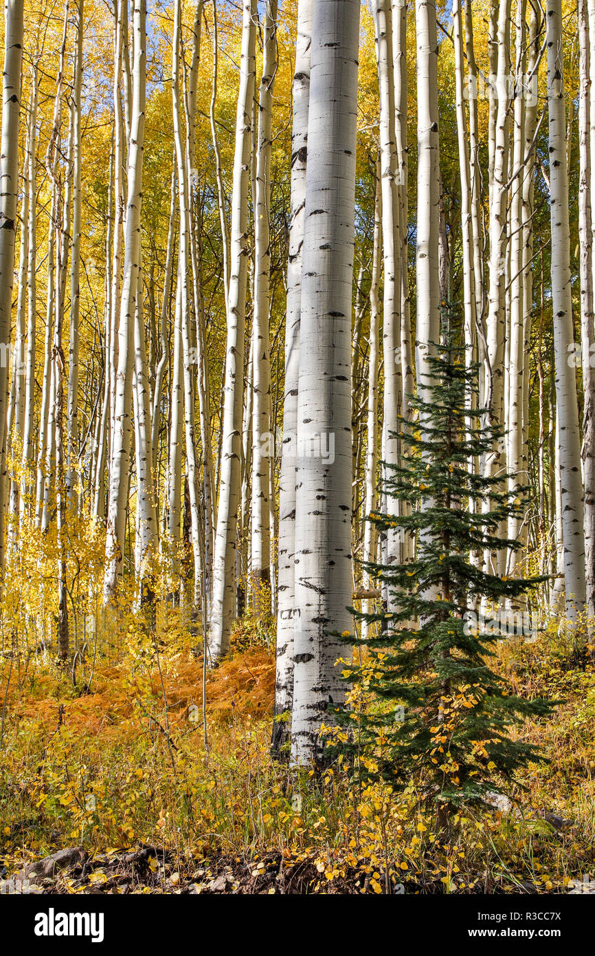 USA, Colorado, Crested Butte. Evergreen inmitten der Aspen Bäume Stockfoto