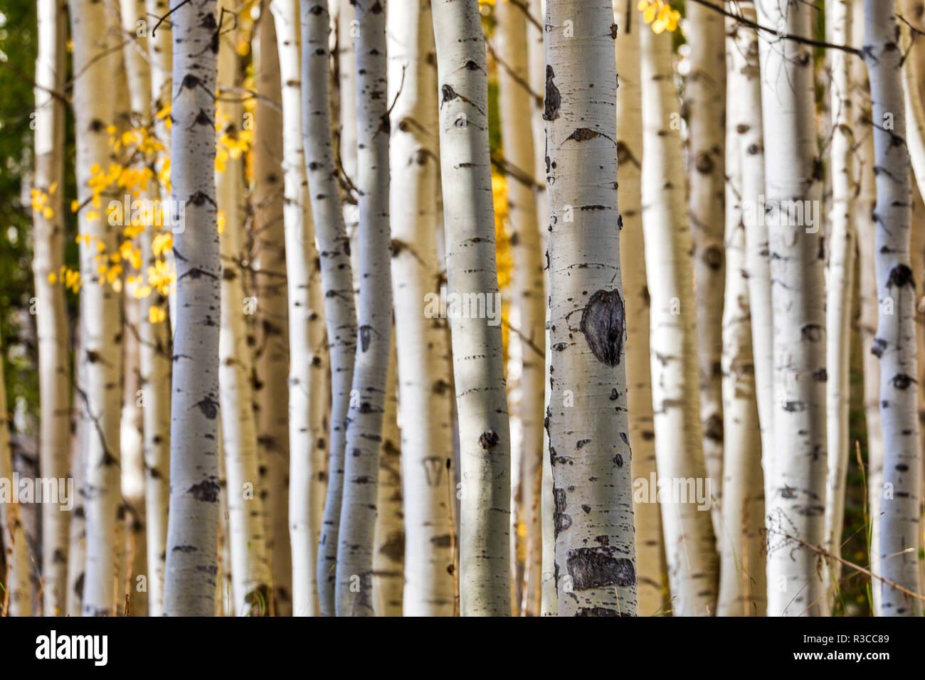 USA, Colorado, Crested Butte. Aspen Trunks im Herbst Stockfoto