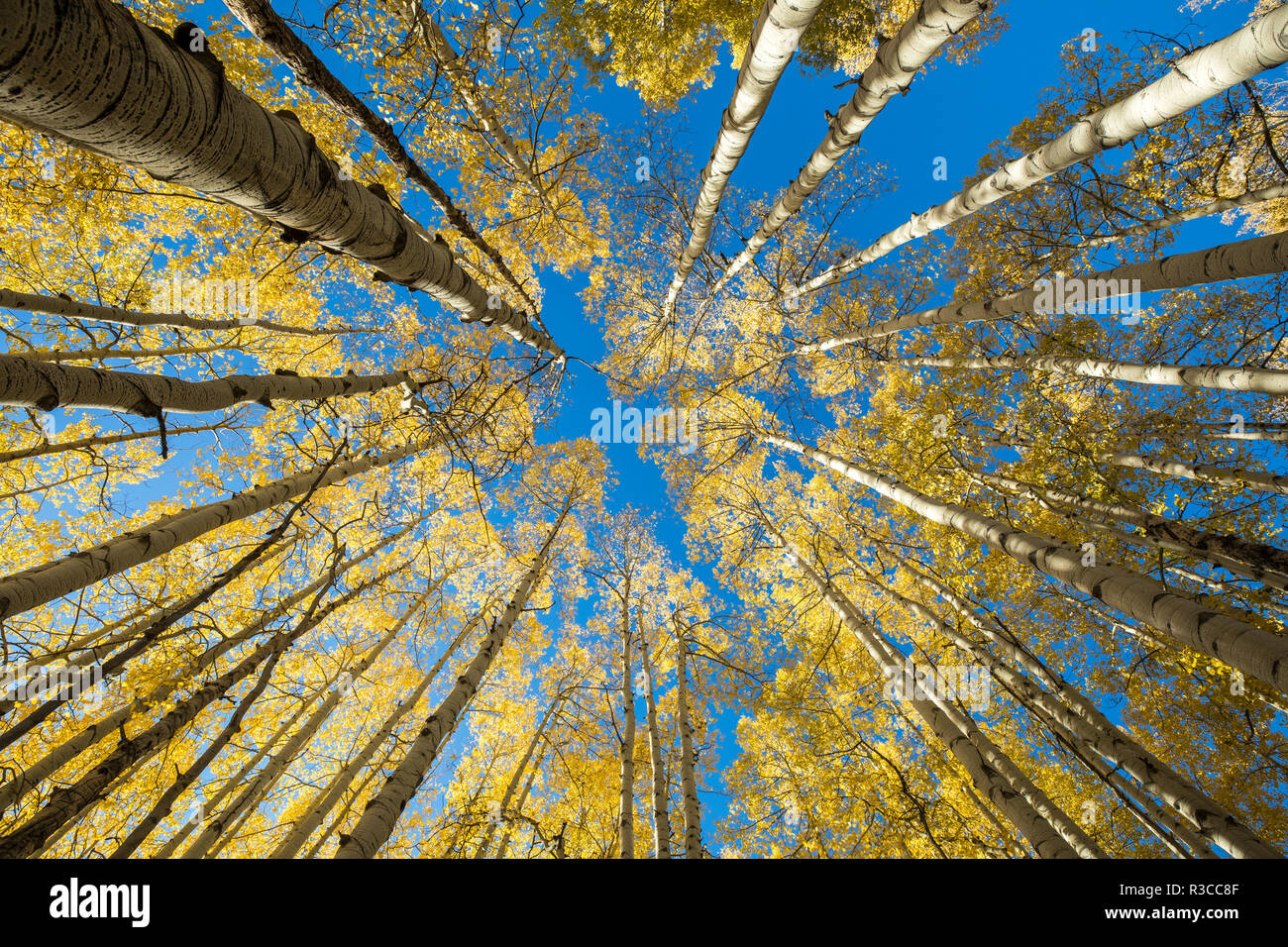USA, Colorado, Crested Butte. Suchen im Aspen Bäume Stockfoto