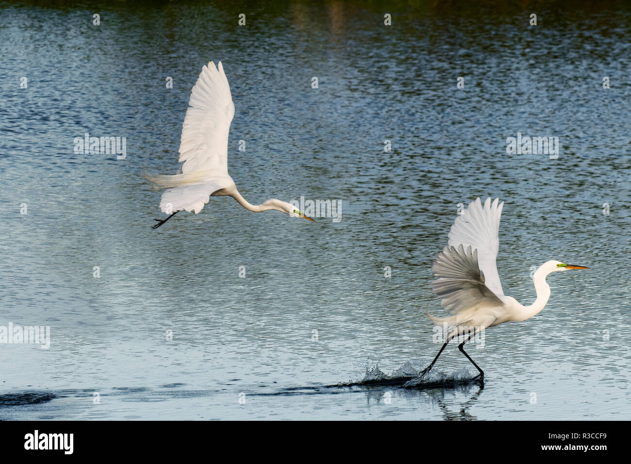 Männliche große Reiher kämpfen, Ardea alba, Venedig Rookery, Venice, Florida. Stockfoto