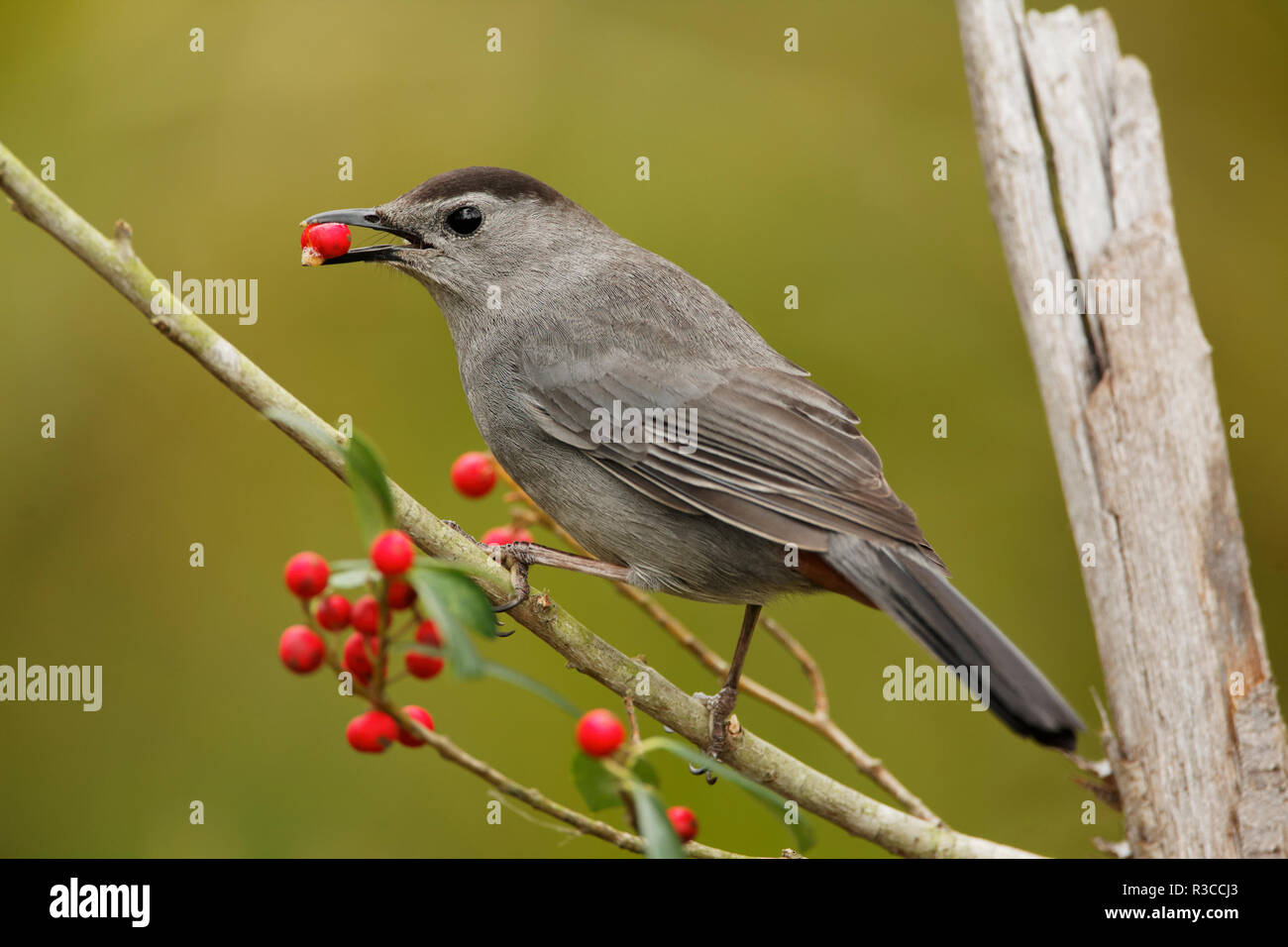 Grau catbird mit roten Beeren im Schnabel, Dumetella carolinensis, Florida. Stockfoto