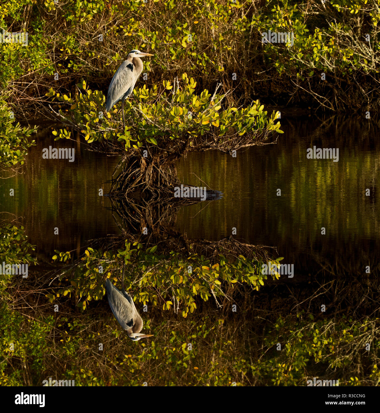 Great Blue Heron und Reflexion, Ardea Herodias, Merritt Island National Wildlife Refuge, Florida. Stockfoto