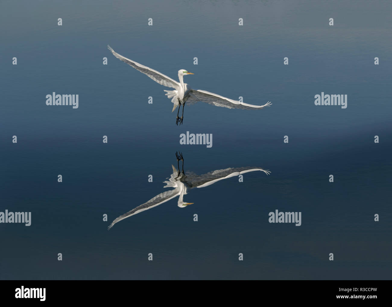 Silberreiher fliegen mit Reflexion, Ardea alba, Merritt Island National Wildlife Refuge, Florida. Stockfoto
