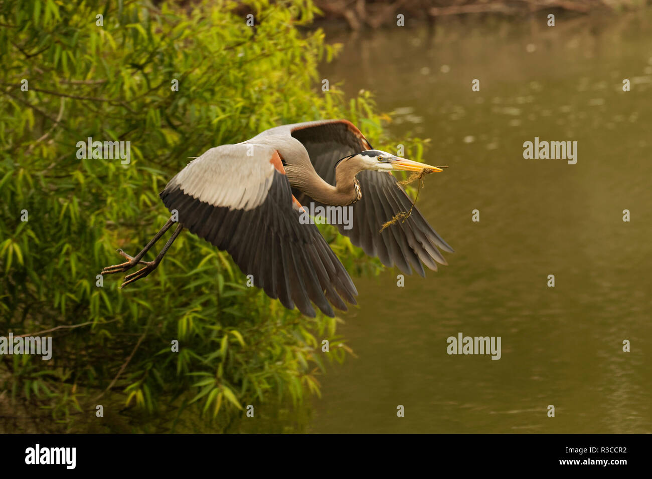Great Blue Heron, Ardea Herodias, Venedig Rookery, Venice, Florida. Stockfoto