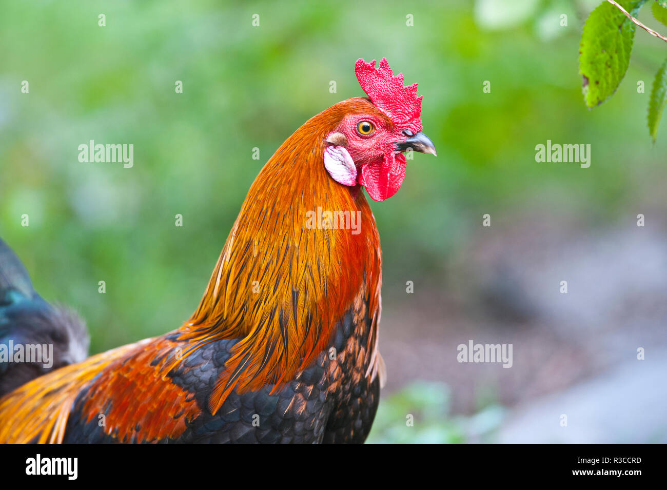 USA, Florida, Immokalee, inländische Huhn, Schwarz kupfer Marans Stockfoto