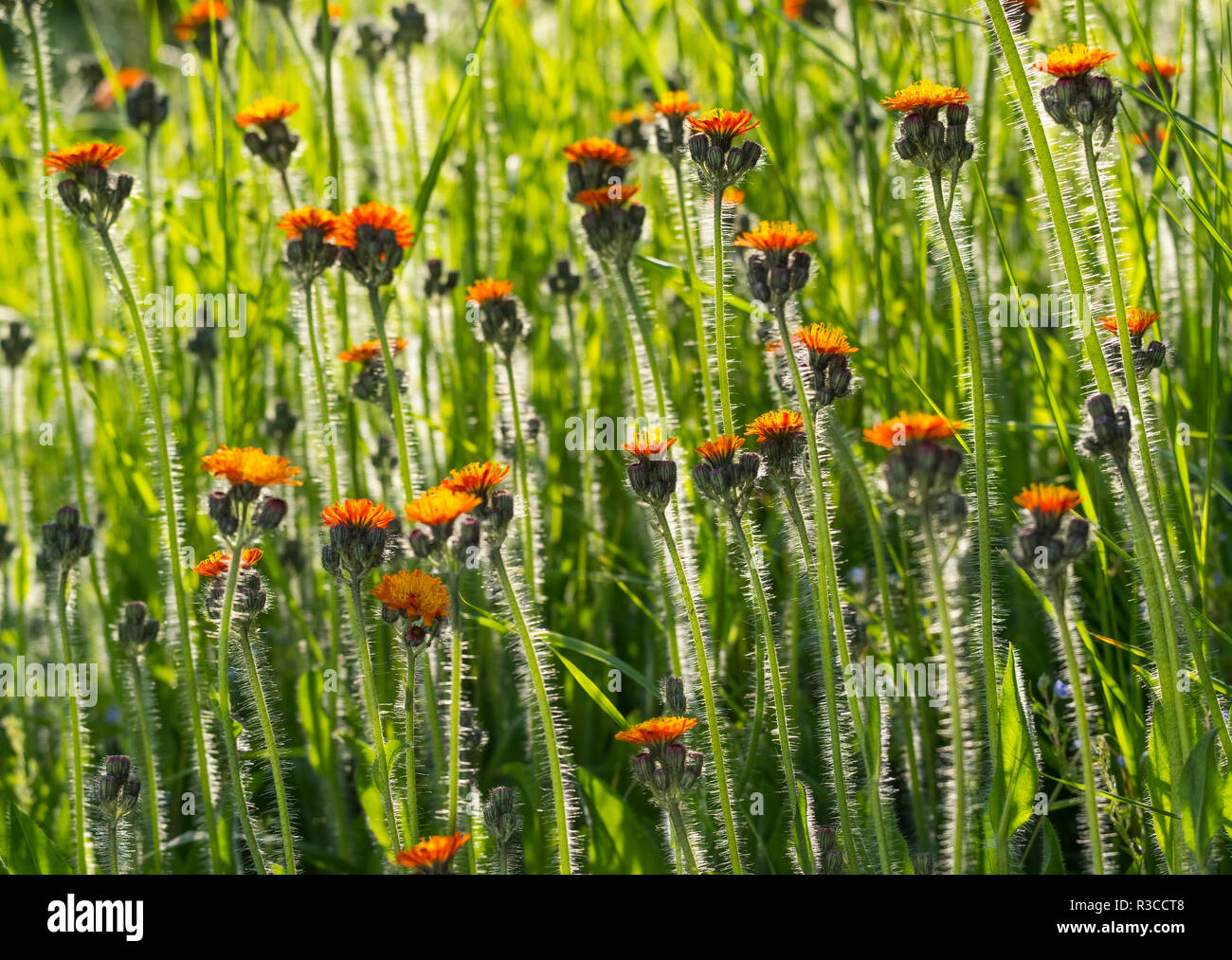 Orange Habichtskraut wilde Blumen wachsen in einem Garten, Shropshire, England, Grossbritannien Stockfoto