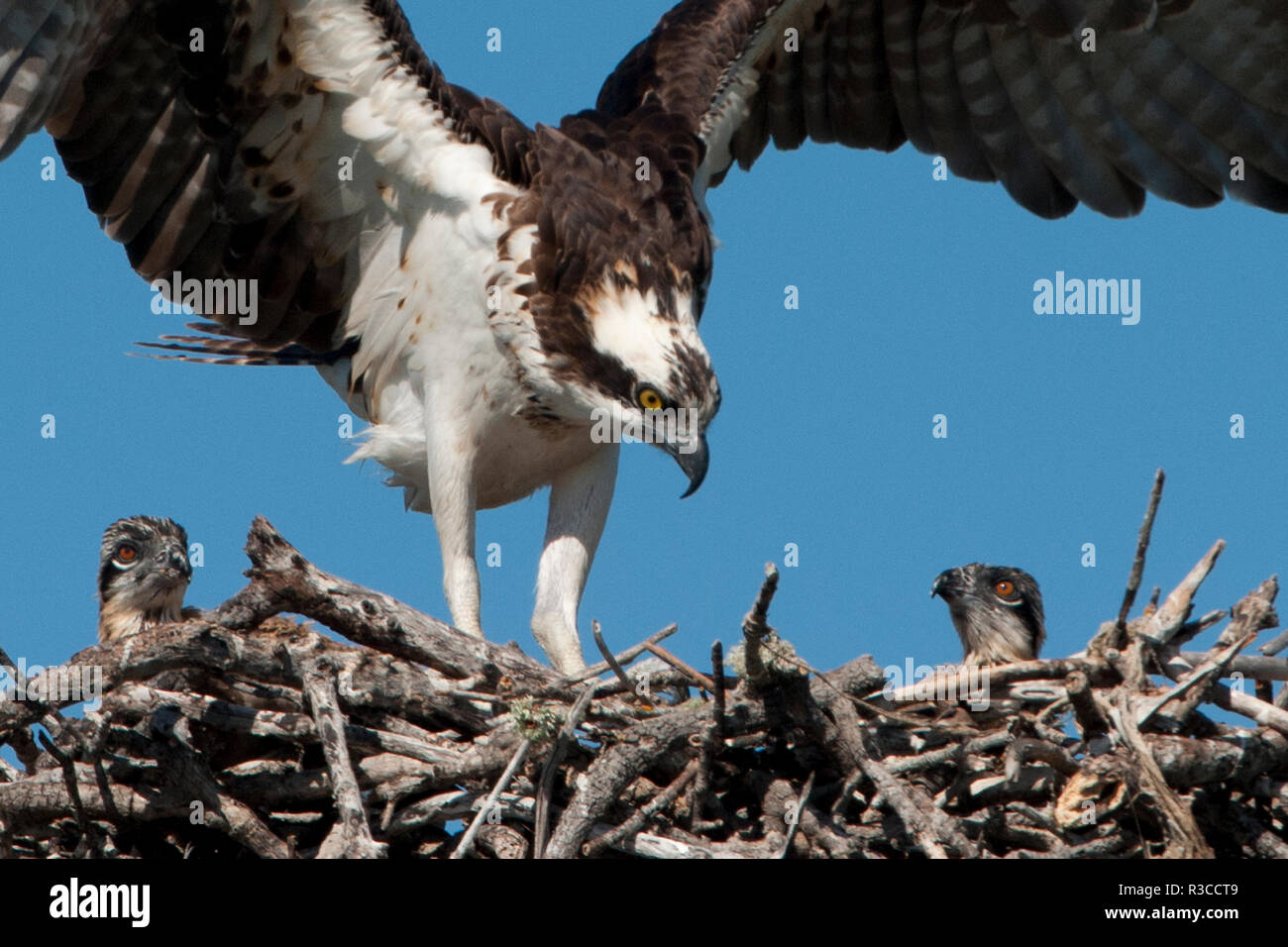 USA, Florida, Sanibel Island, Ding Darling NWR, Osprey Nest mit Erwachsenen und zwei Babys Stockfoto