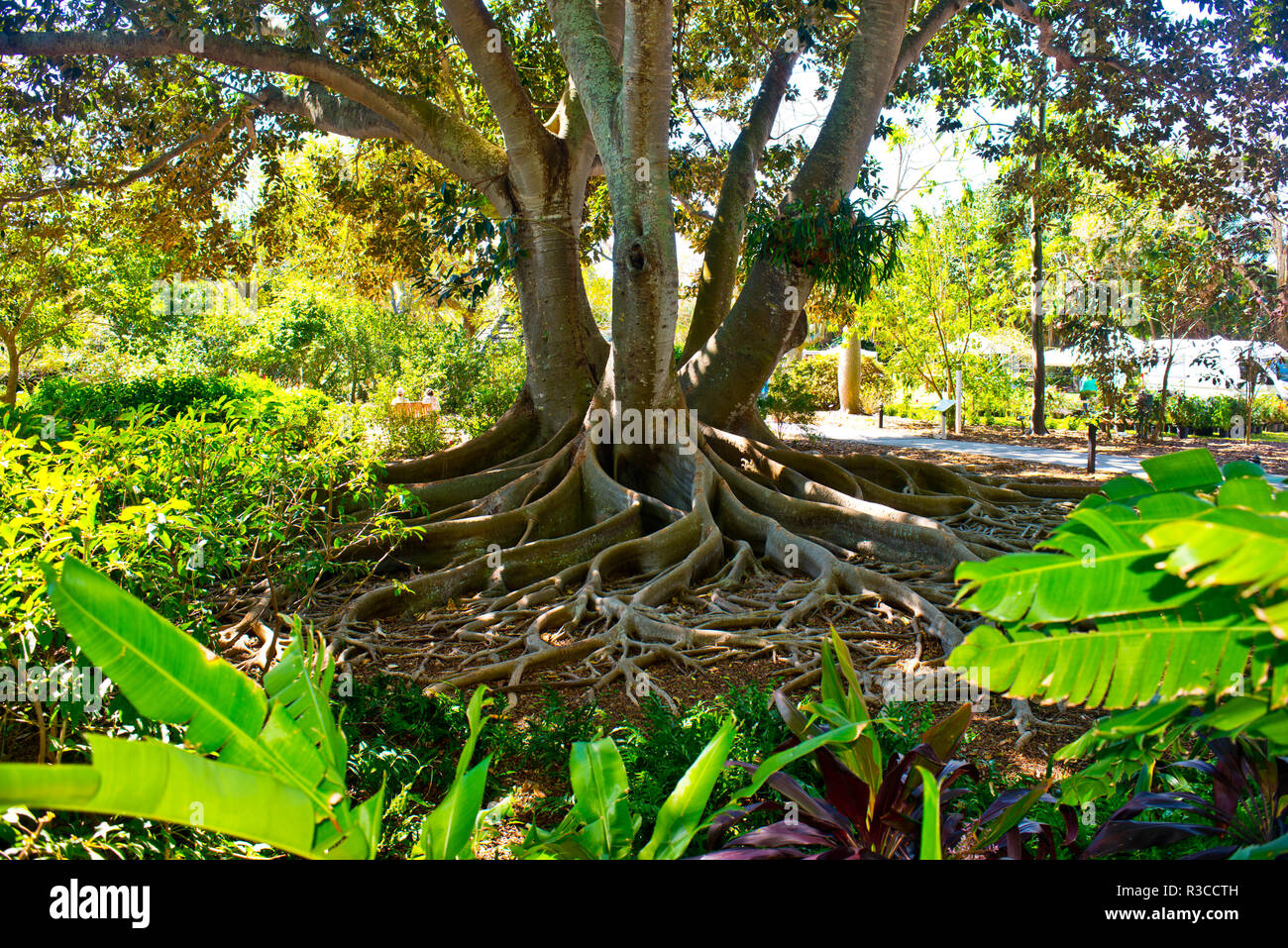 USA, Florida, Sarasota. Selby Gardens, Banyan Tree Stockfoto