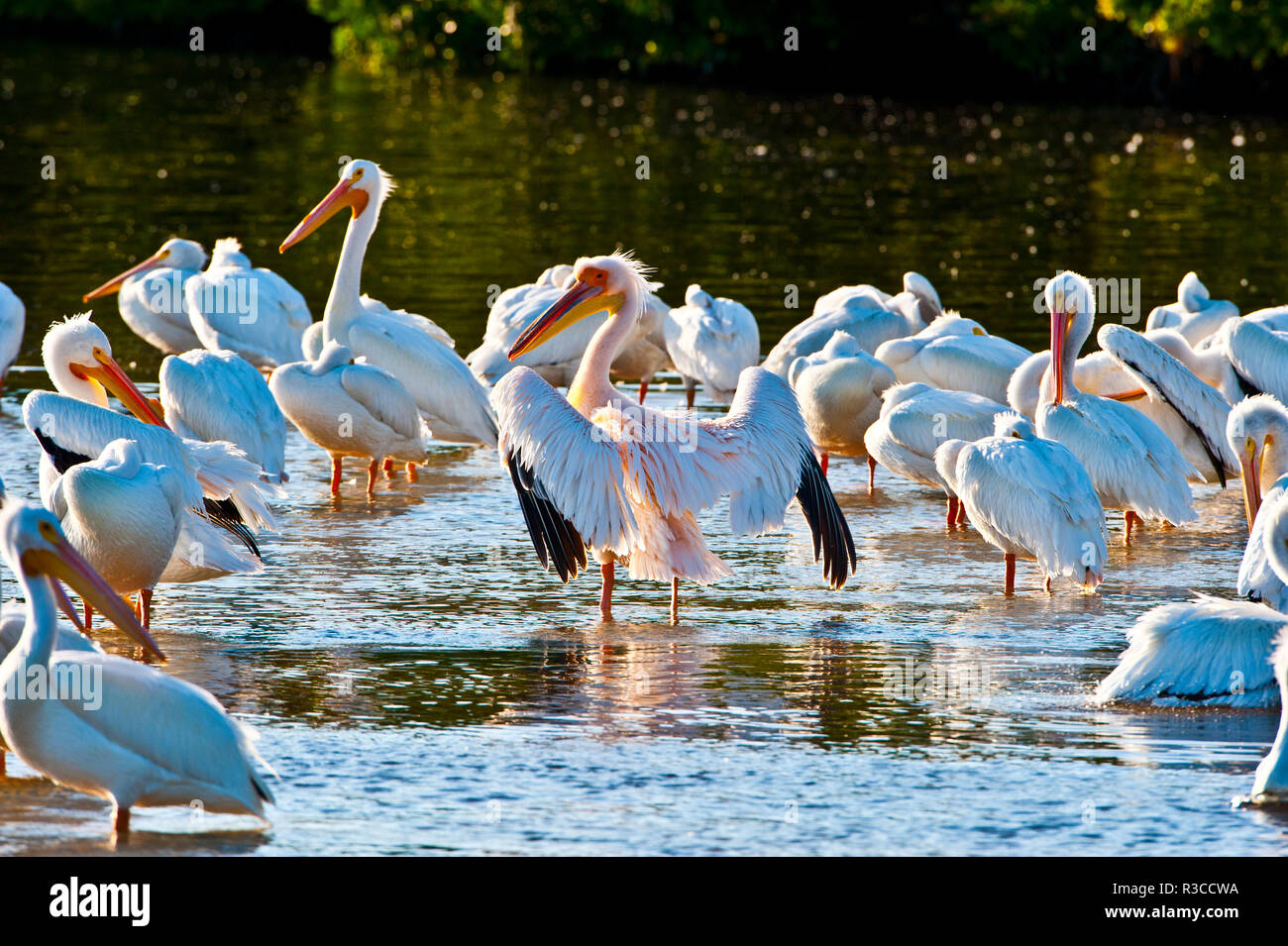 USA, Florida, Fort Meyers, Sanibel Island, J.N. Ding Darling National Wildlife Refuge, Große Weiße afrikanischen Pelican mit amerikanischen Weiße Pelikane Stockfoto