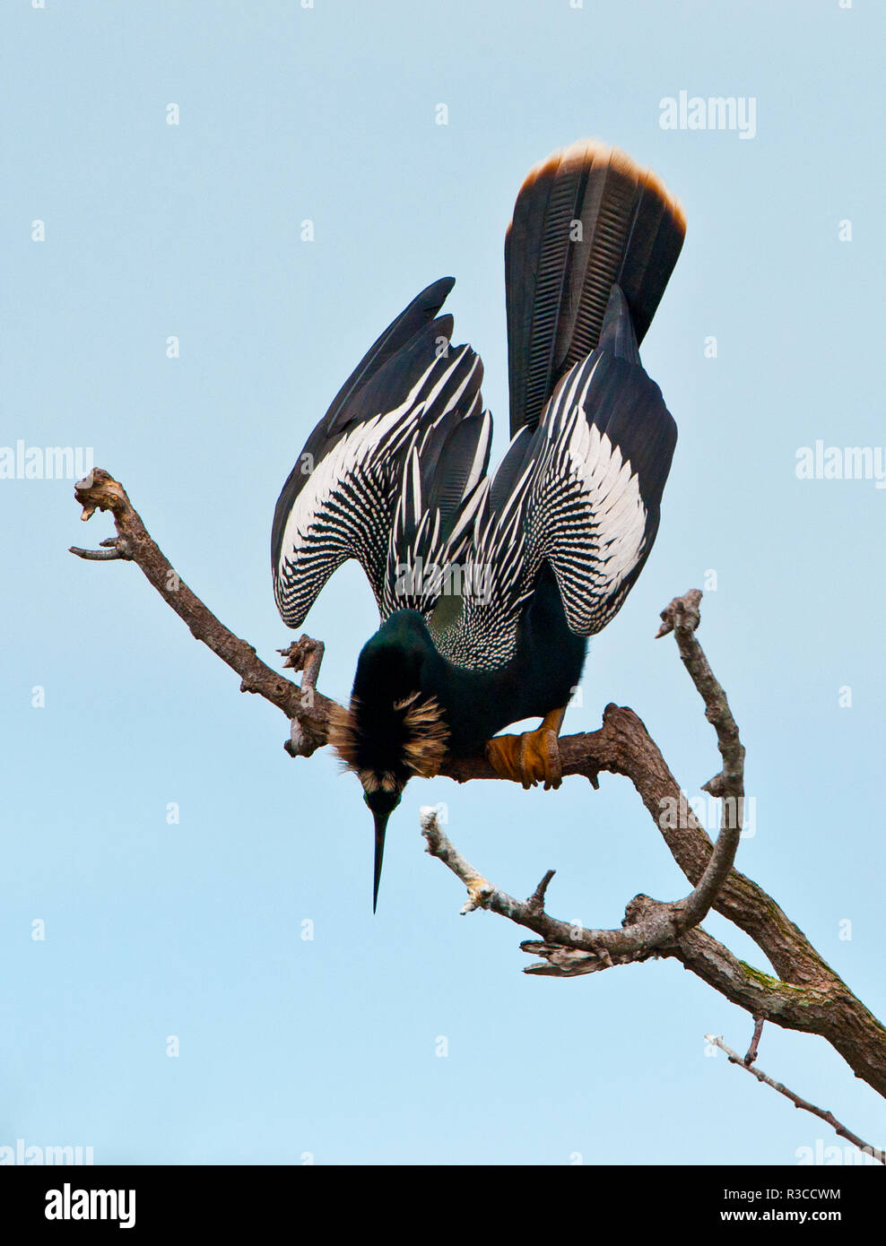 USA, Florida, Venedig. Audubon Rookery, Anhinga männlichen Anzeigen im Baum Stockfoto