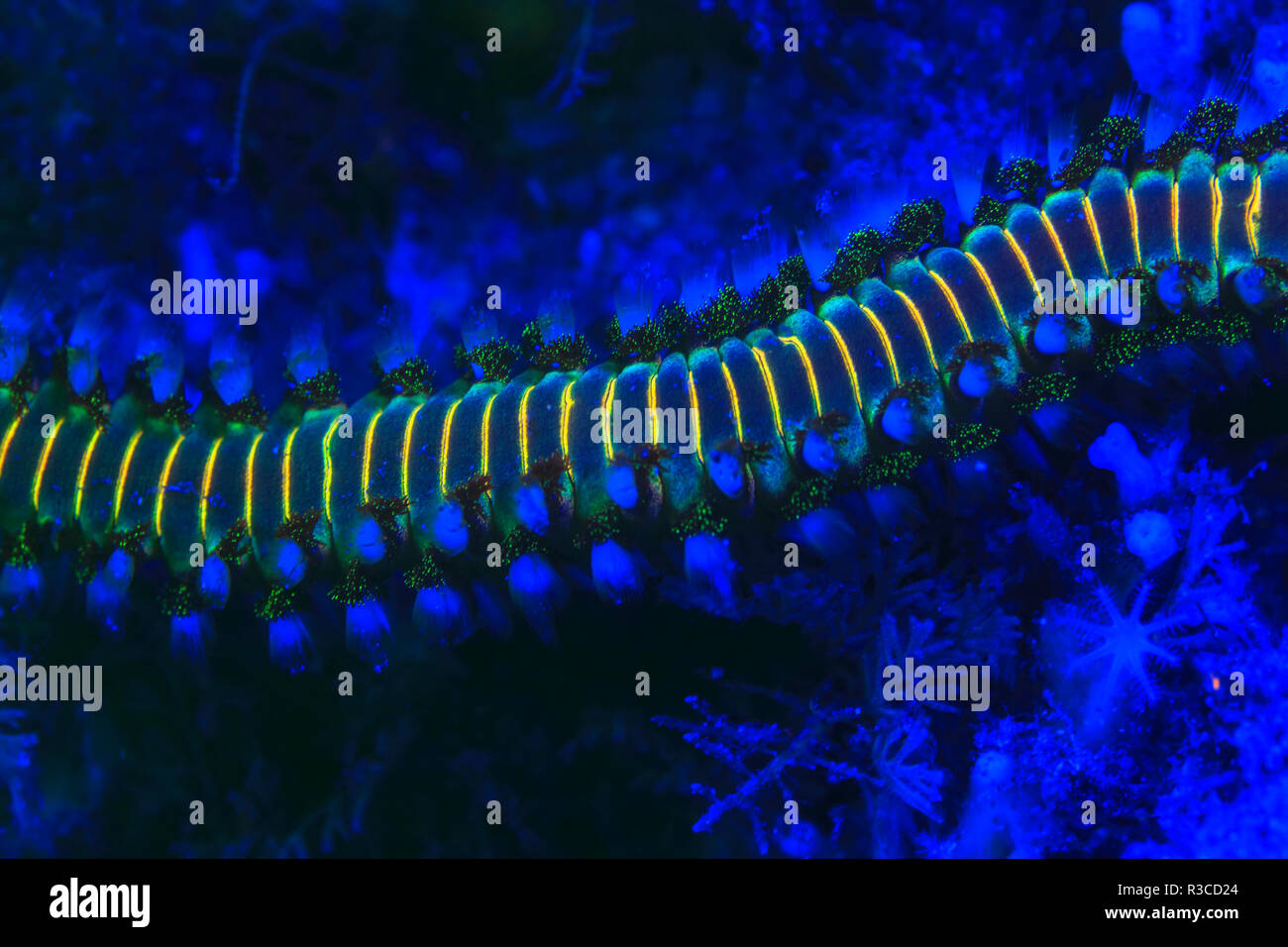 Bärtige (Hermodice carunculata Fireworm), Fluoreszenz, Blue Heron Brücke, Intercoastal Waterway, West Palm Beach, Florida, USA Stockfoto