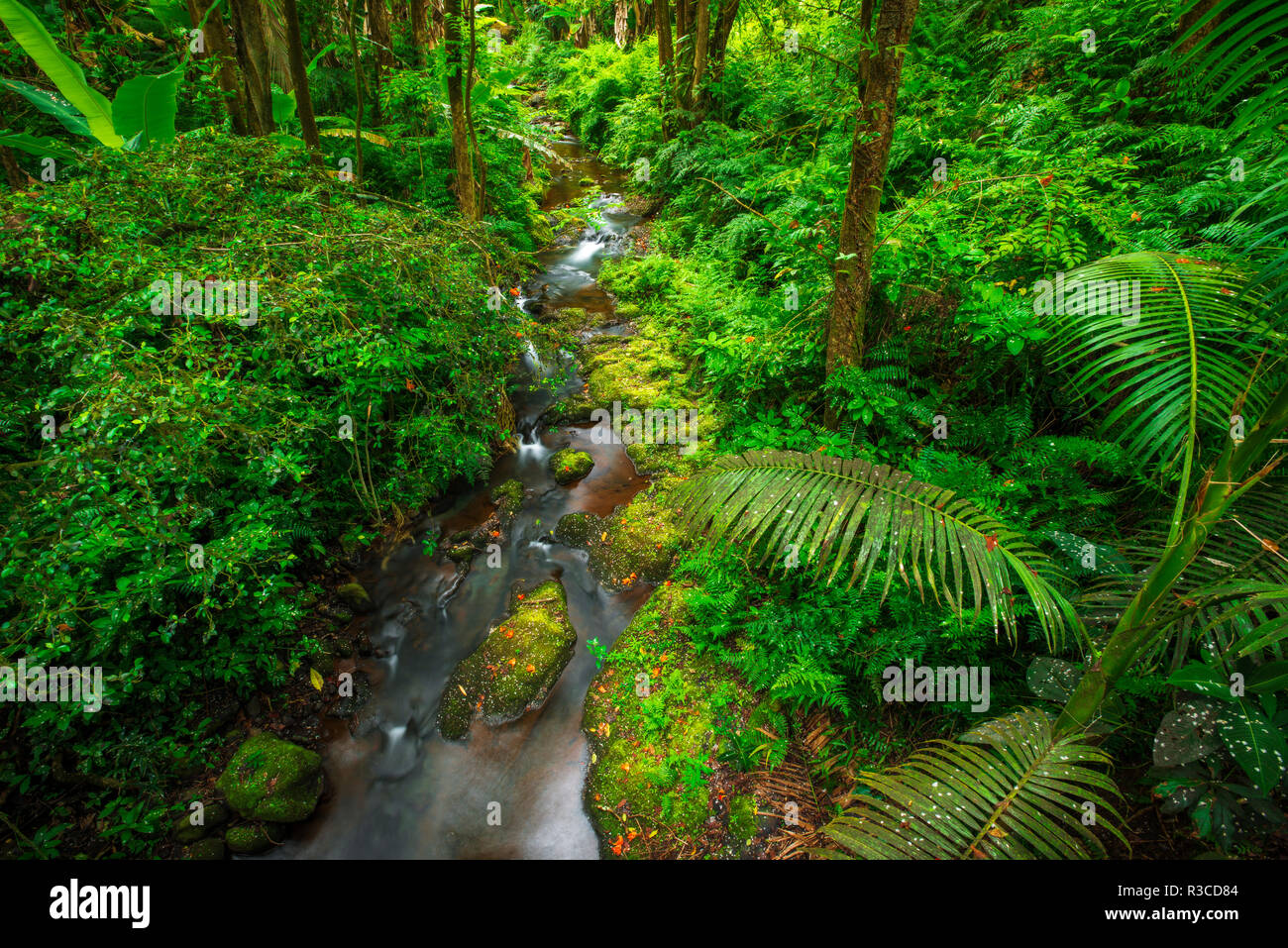 Jungle stream, Wailuku River State Park, Hilo, Big Island, Hawaii, USA Stockfoto