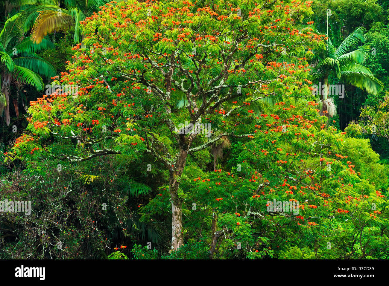 African Tulip Tree und üppige Vegetation auf der Hamakua Küste, Big Island, Hawaii, USA Stockfoto