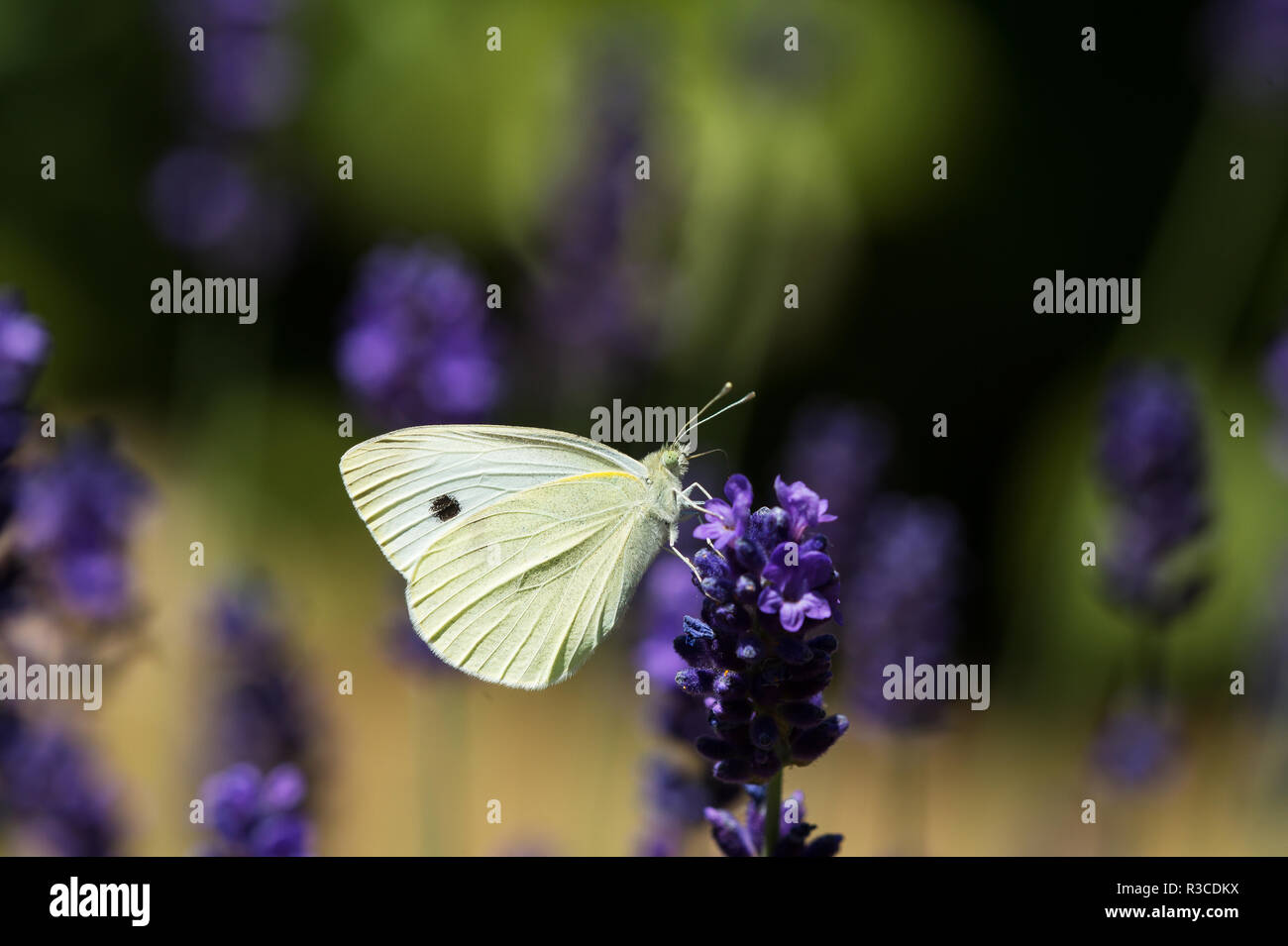 Kleinen Weißen Schmetterling, Nottinghamshire Stockfoto