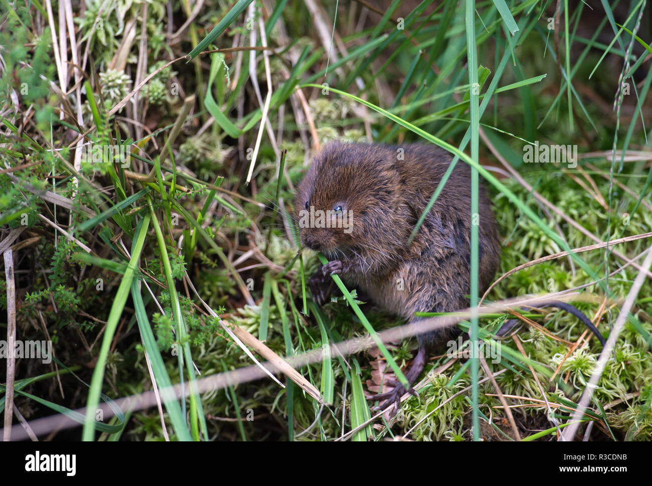 Wasser Vole, Arne, Dorset Stockfoto