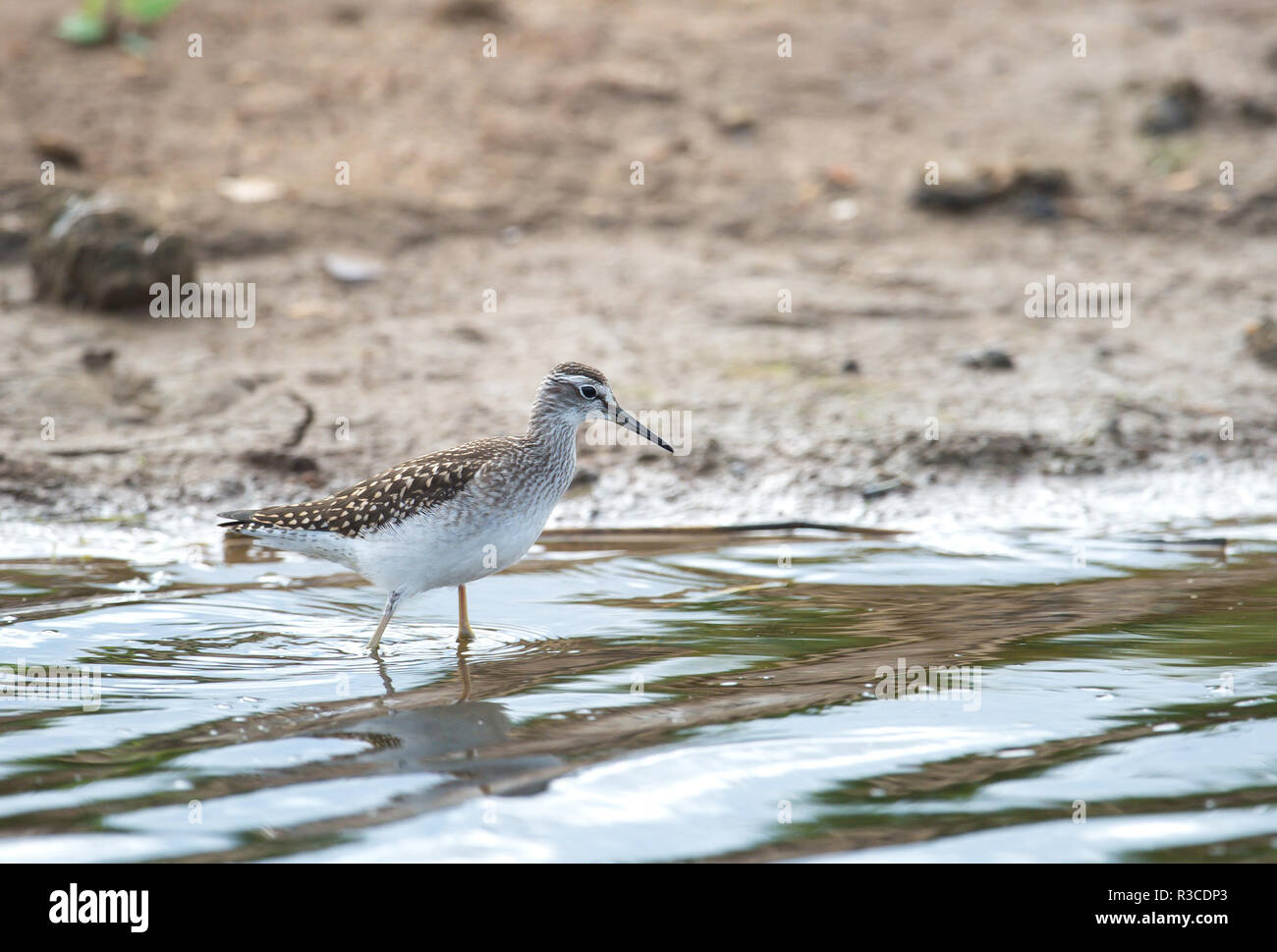 Bruchwasserläufer, Frampton Marsh, Lincolnshire Stockfoto